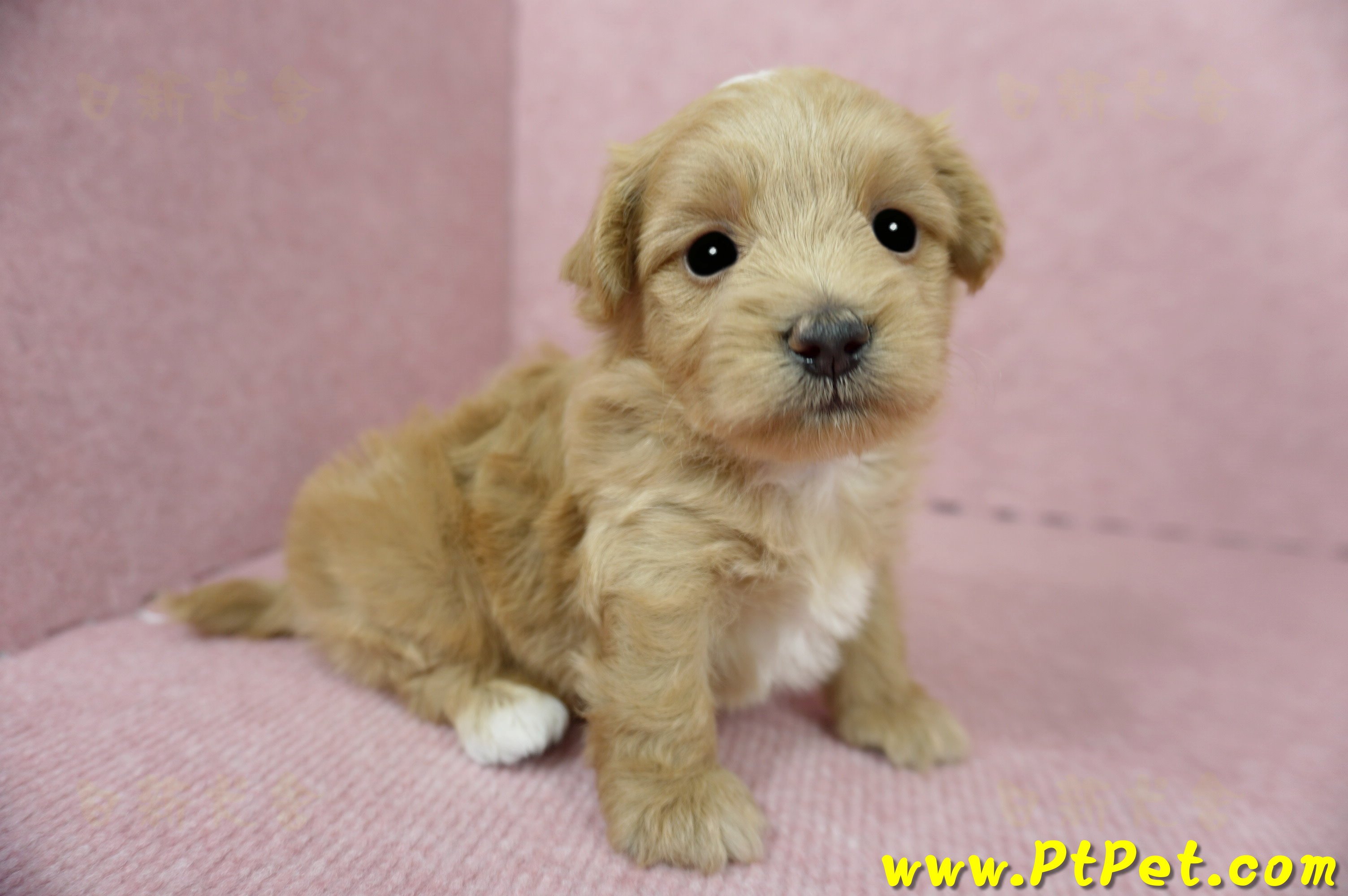 05/05奶油色馬爾泰迪公幼犬3號(高雄)