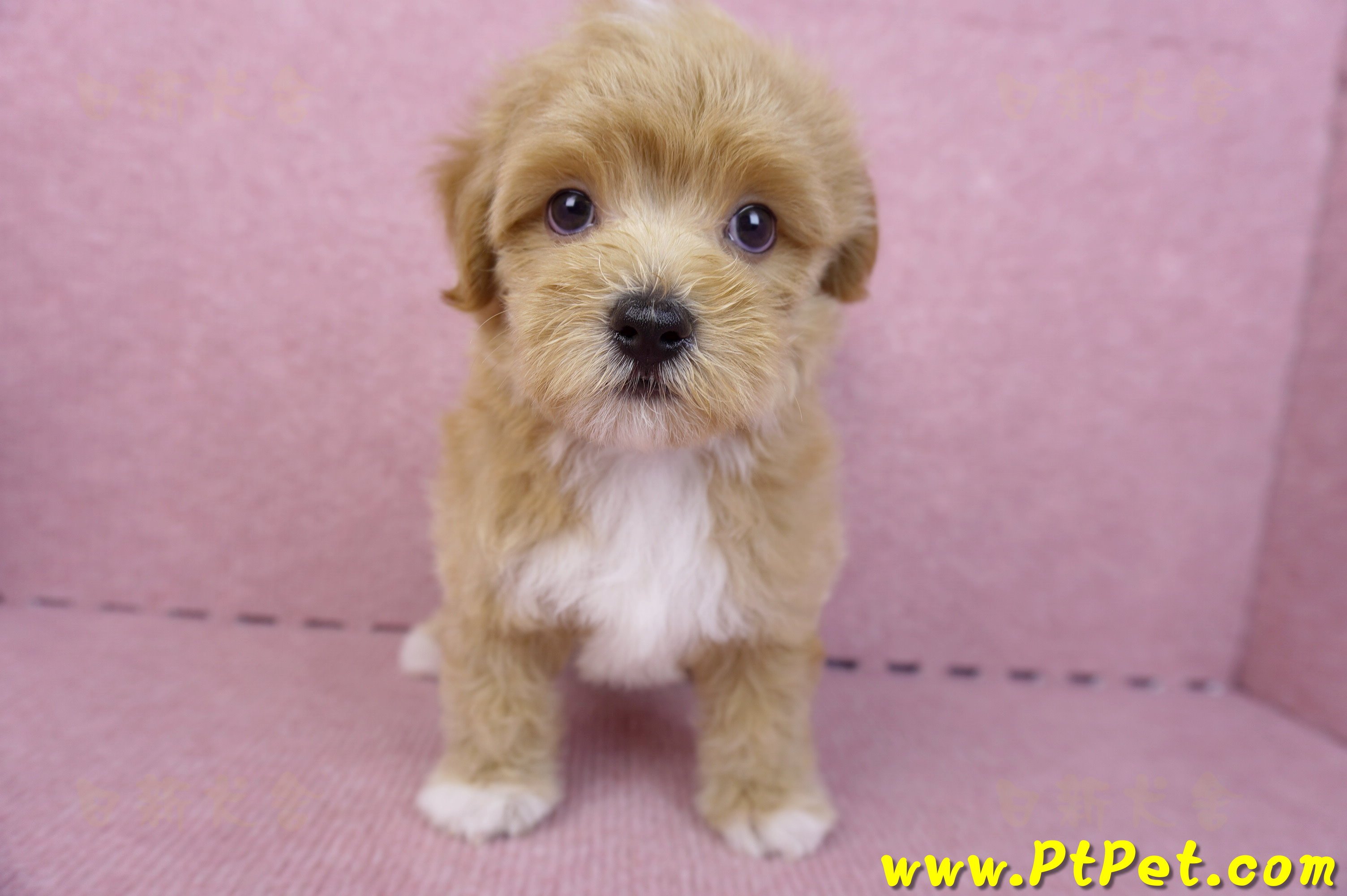 06/15奶油色馬爾泰迪公幼犬(新北蘆洲)