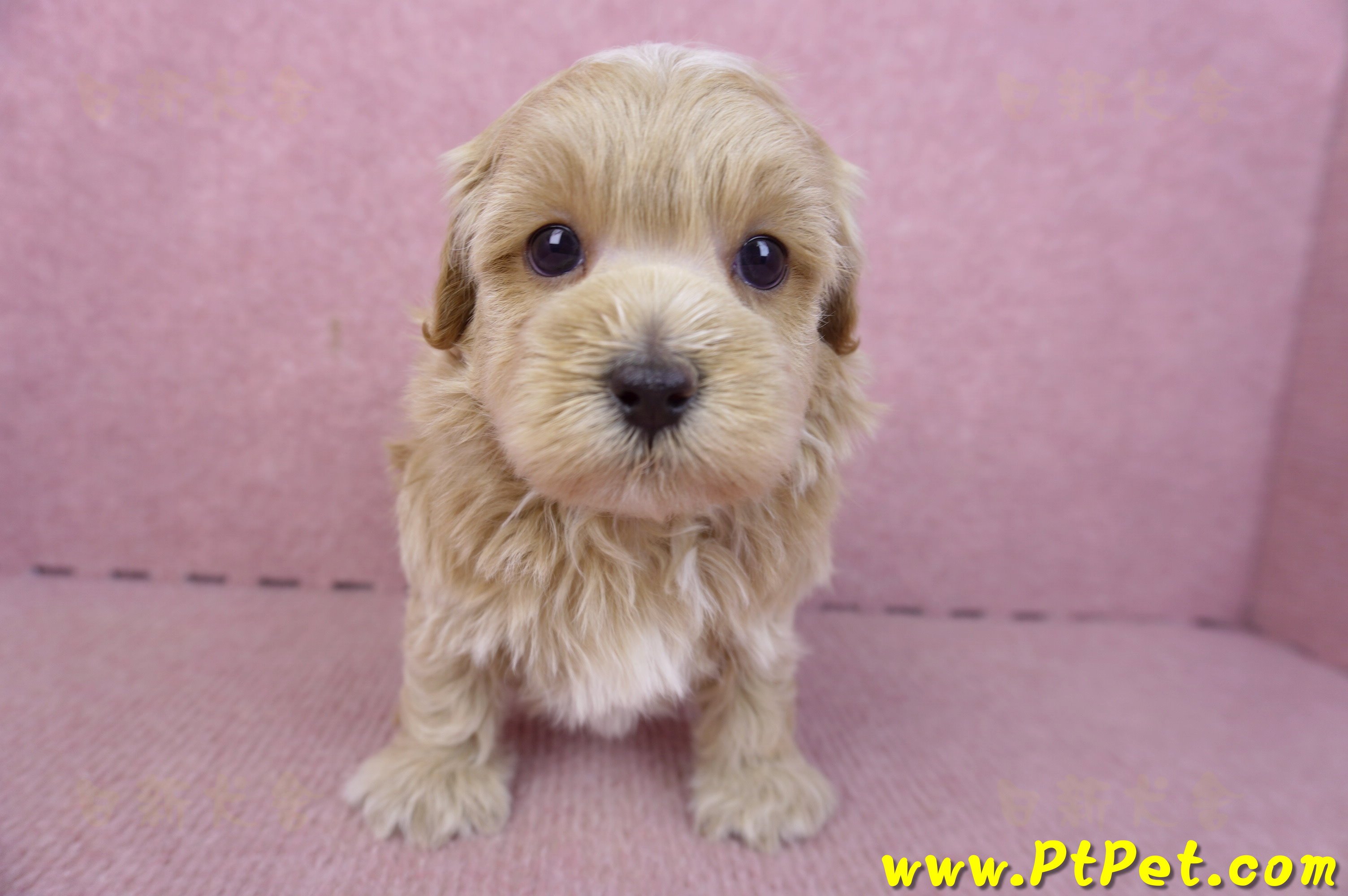 02/20馬爾泰迪公幼犬