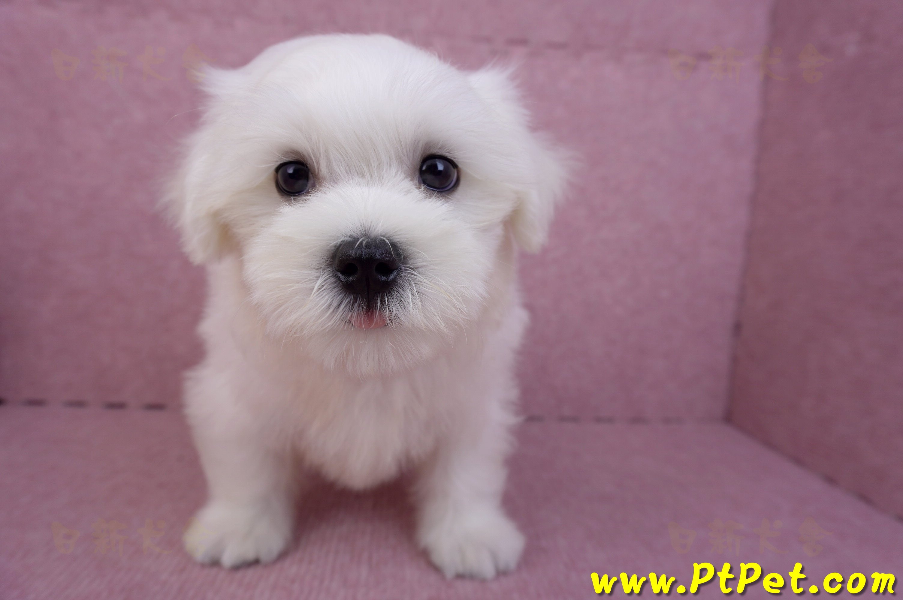 07/26迷你型馬爾濟斯 I 公幼犬(台中東區)