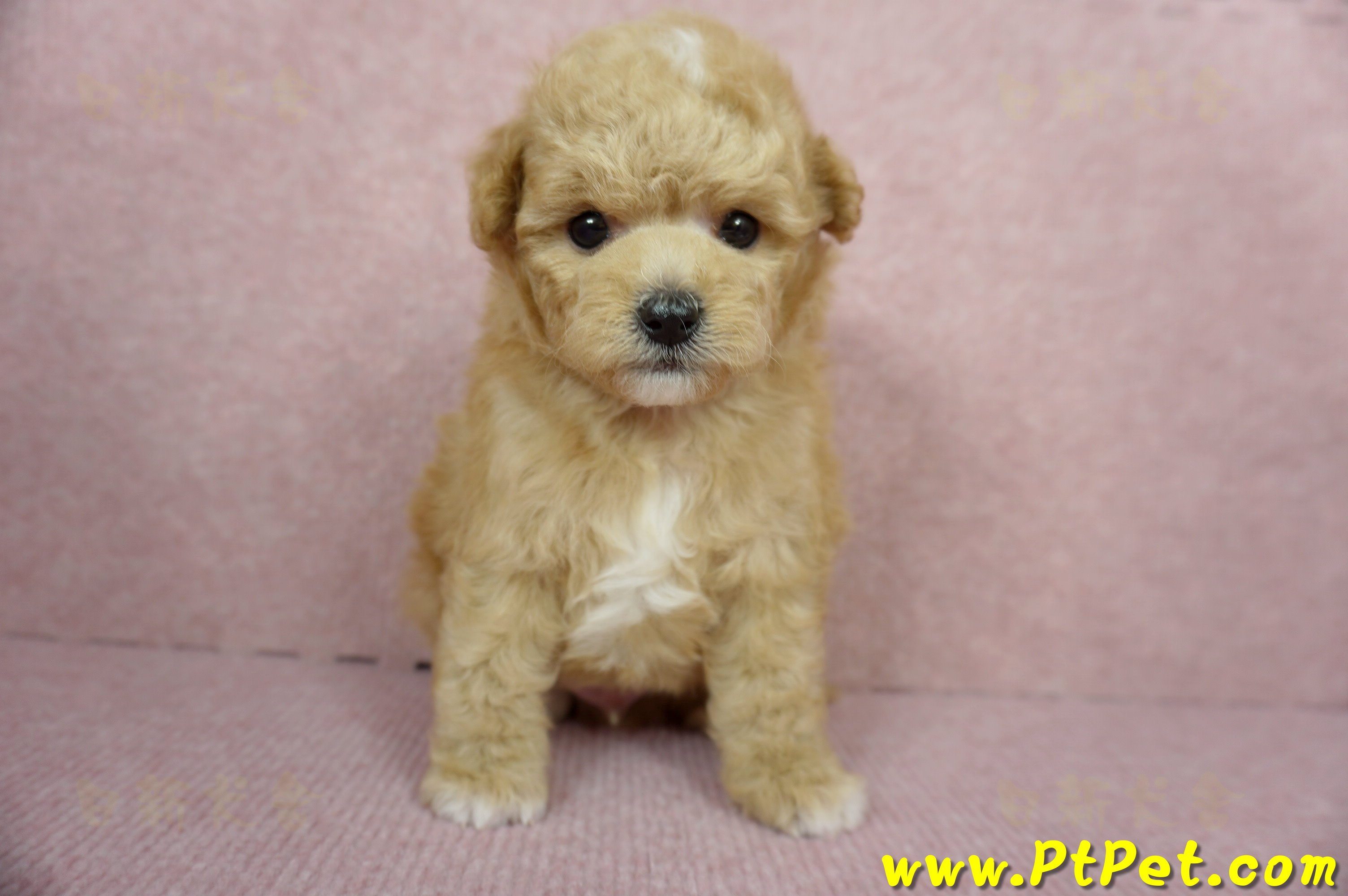 11/26迷你型奶油貴賓公幼犬2號(桃園中壢)