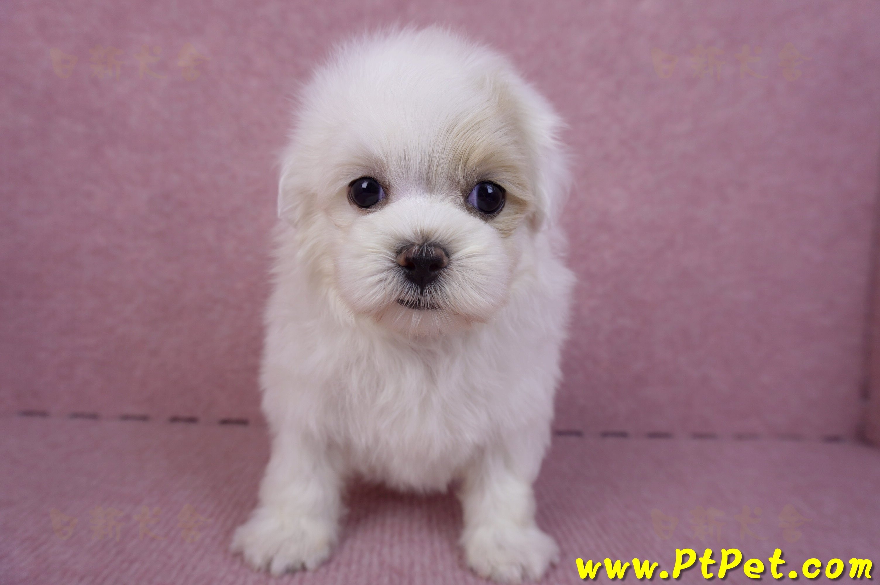 09/27馬爾泰迪公幼犬(新北三重)