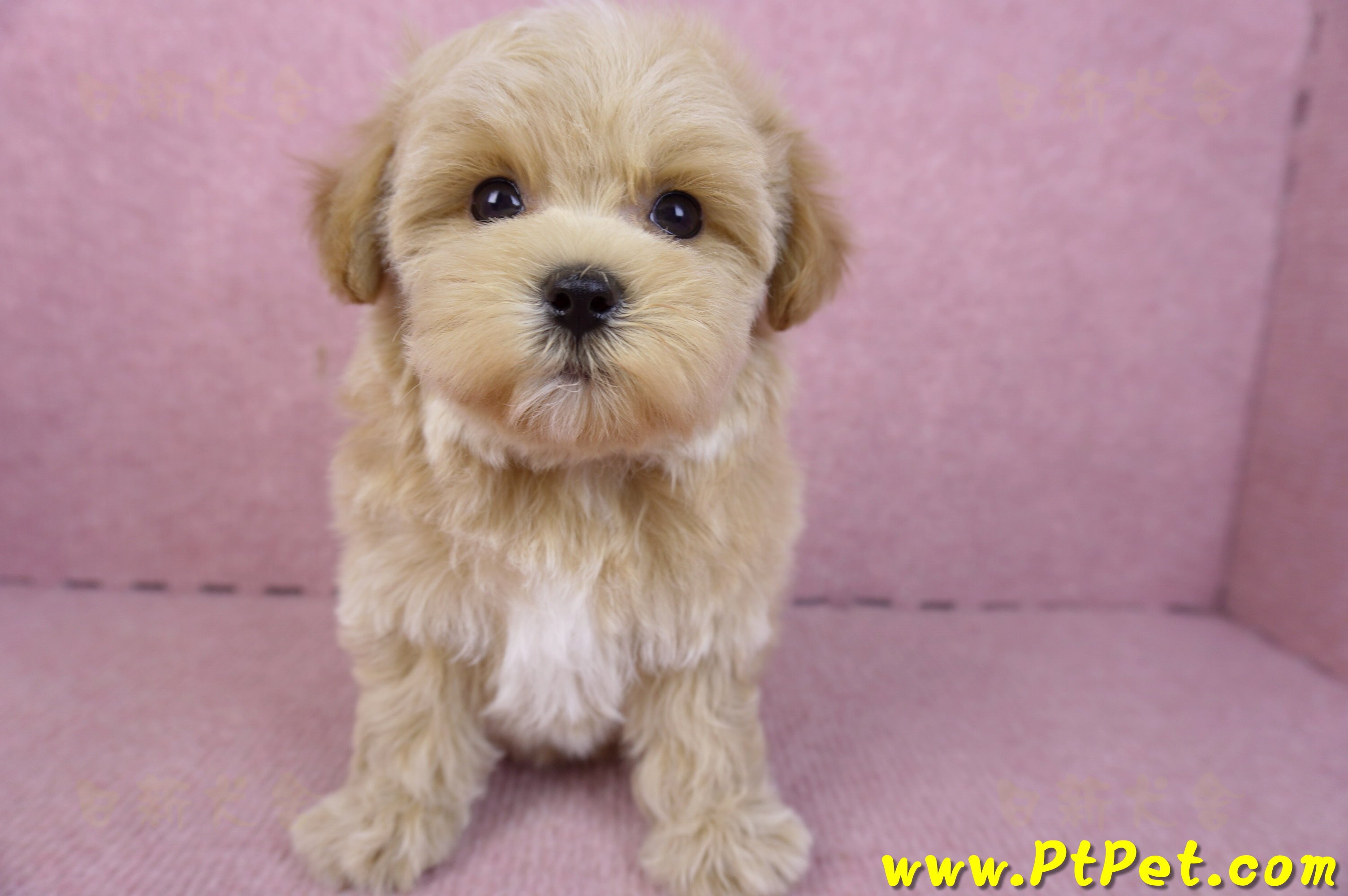 12/10馬爾泰迪母幼犬(台北大安)