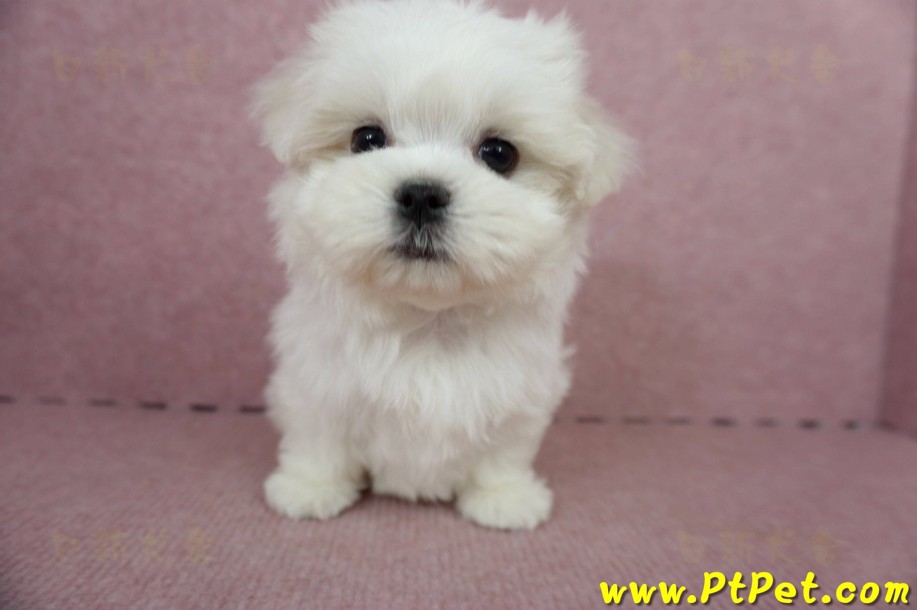 04/17迷你型馬爾濟斯公幼犬(台中北屯)