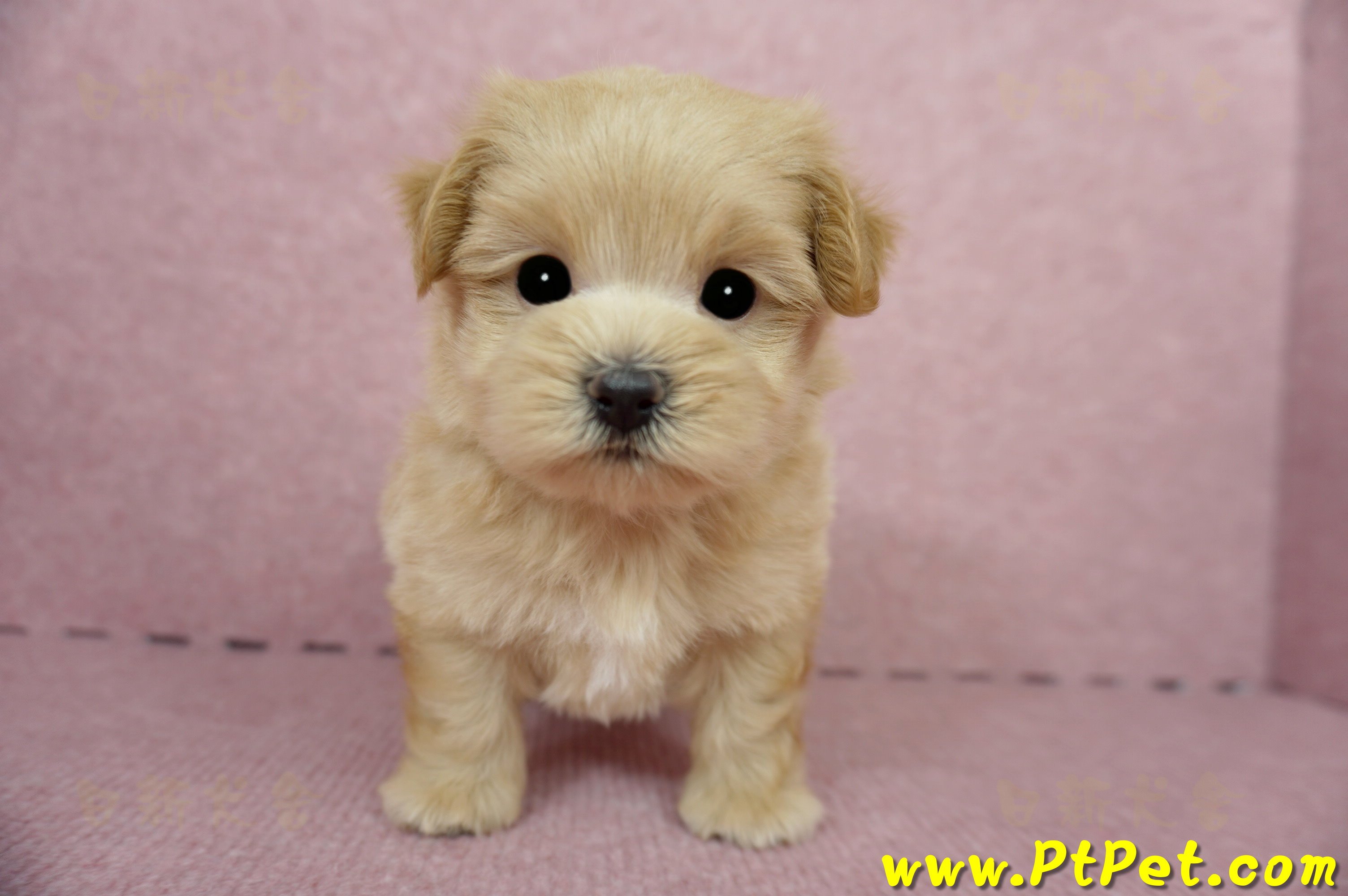 04/23奶油色馬爾泰迪公幼犬3號(台東卑南)