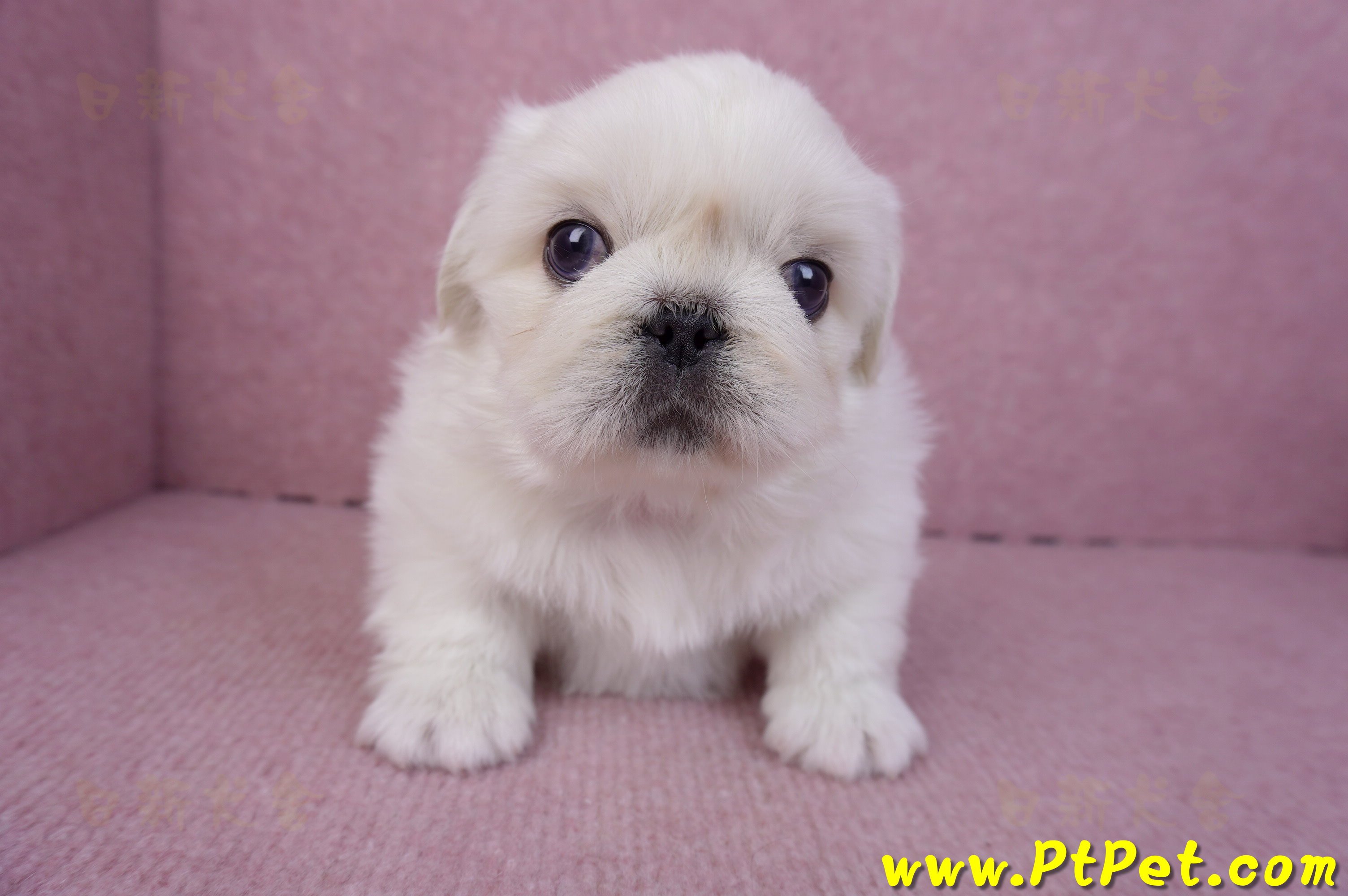 12/17北京狗公幼犬