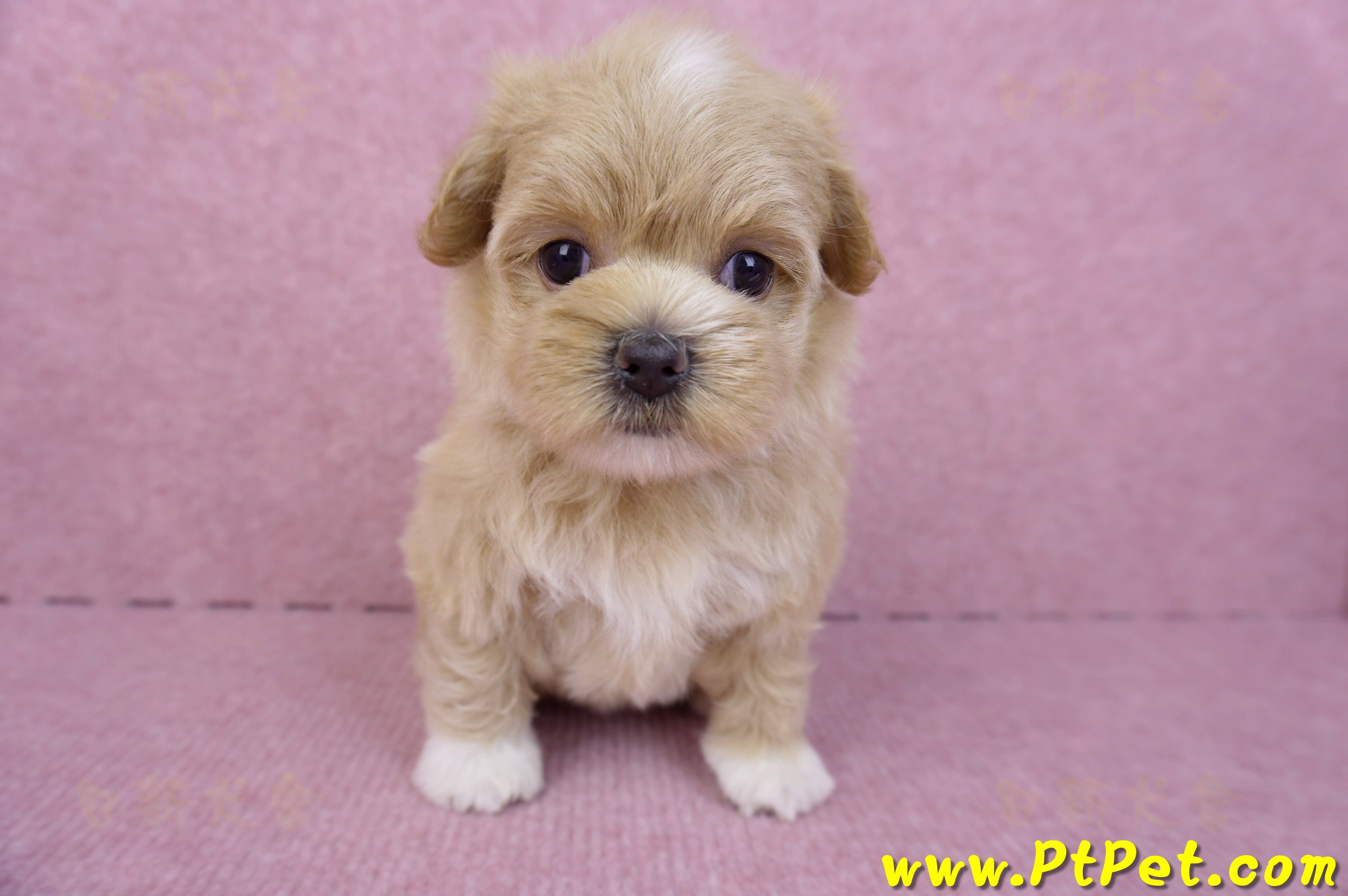 08/06奶油色馬爾泰迪母幼犬1號(桃園新屋)