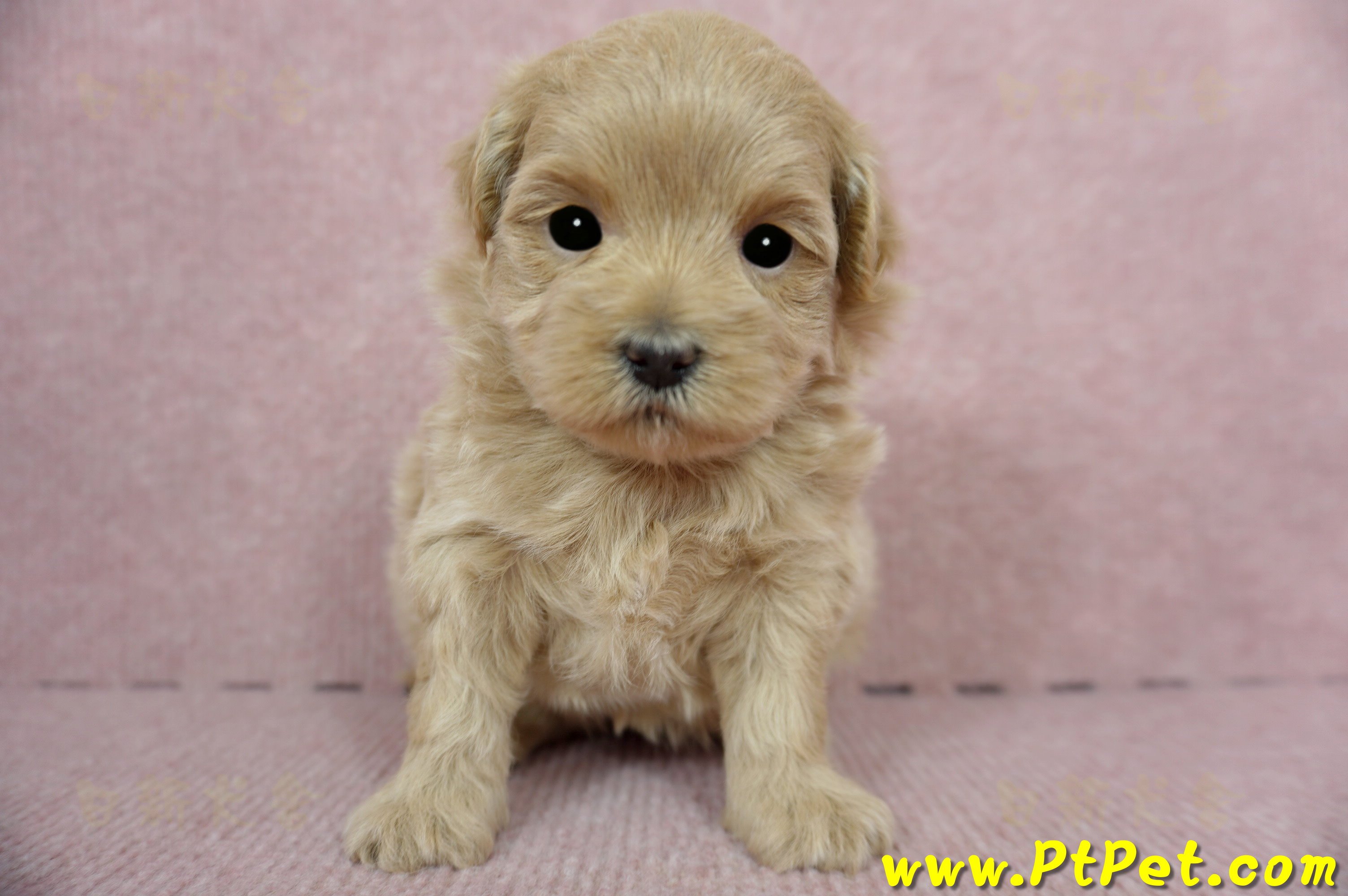 2/23奶油色馬爾泰迪 II 母幼犬(花蓮吉安)