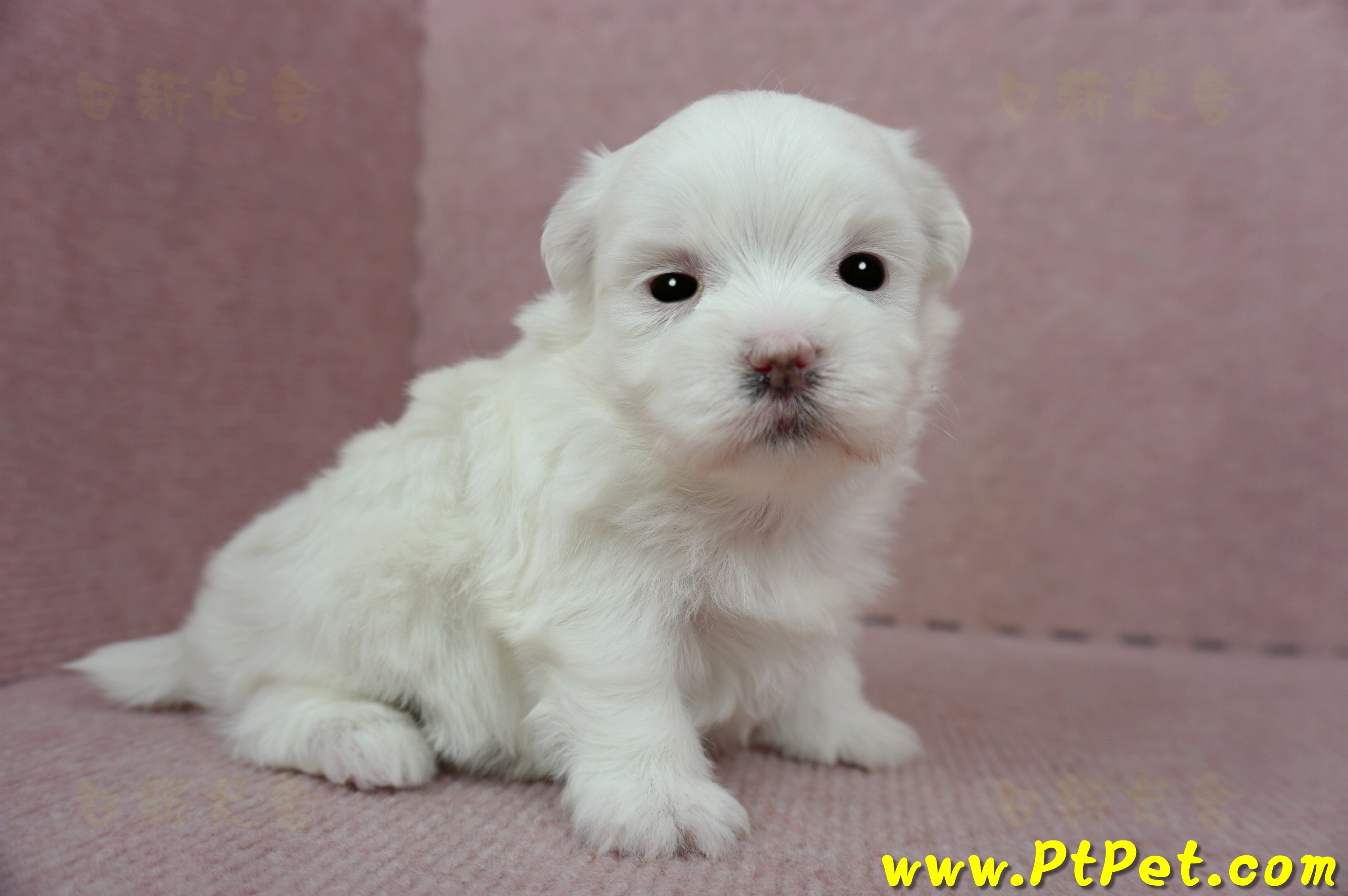 2/23白色馬爾泰迪 II 母幼犬(高雄鼓山)