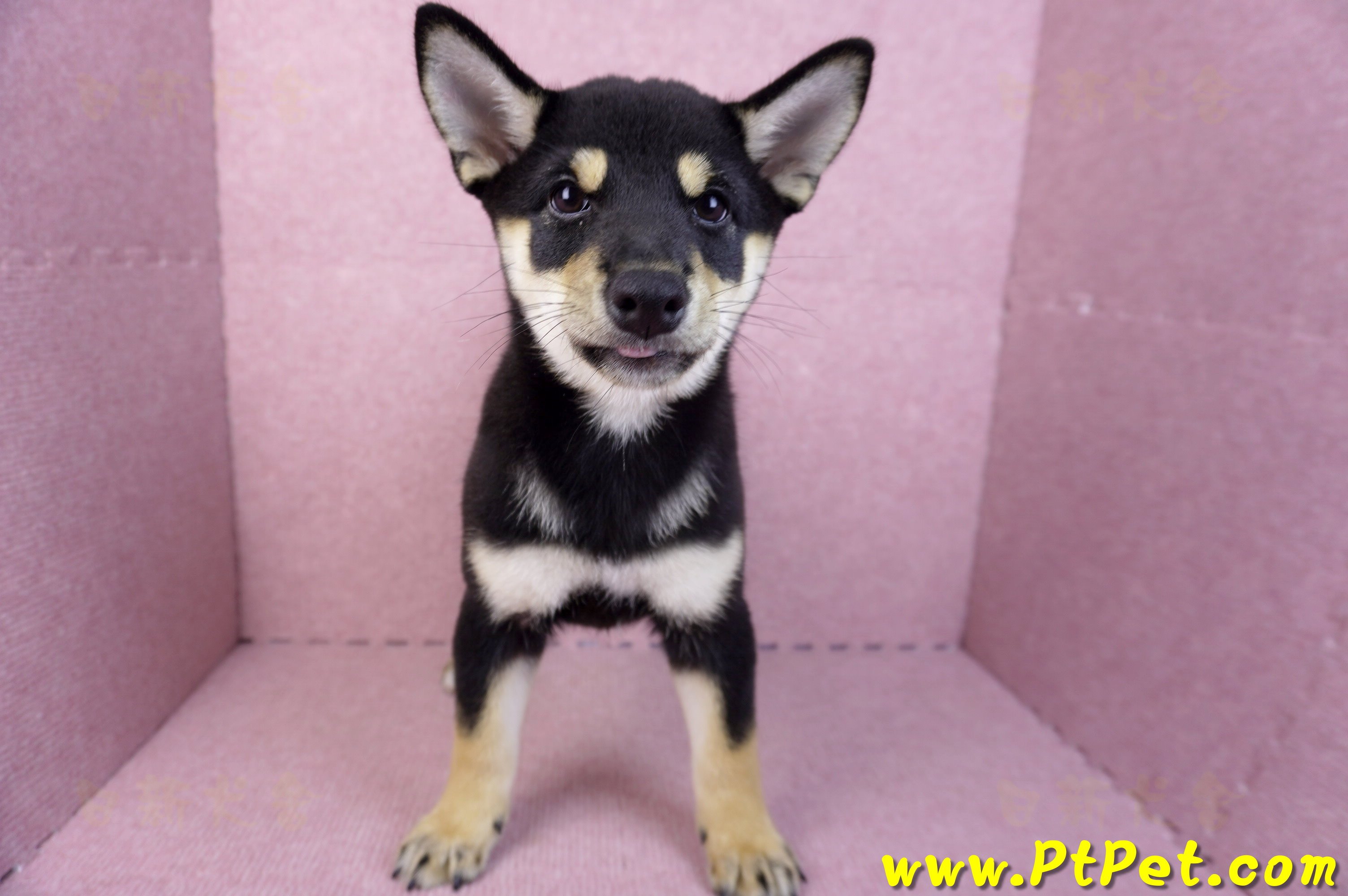 05/14黑色柴犬母幼犬(新北土城)