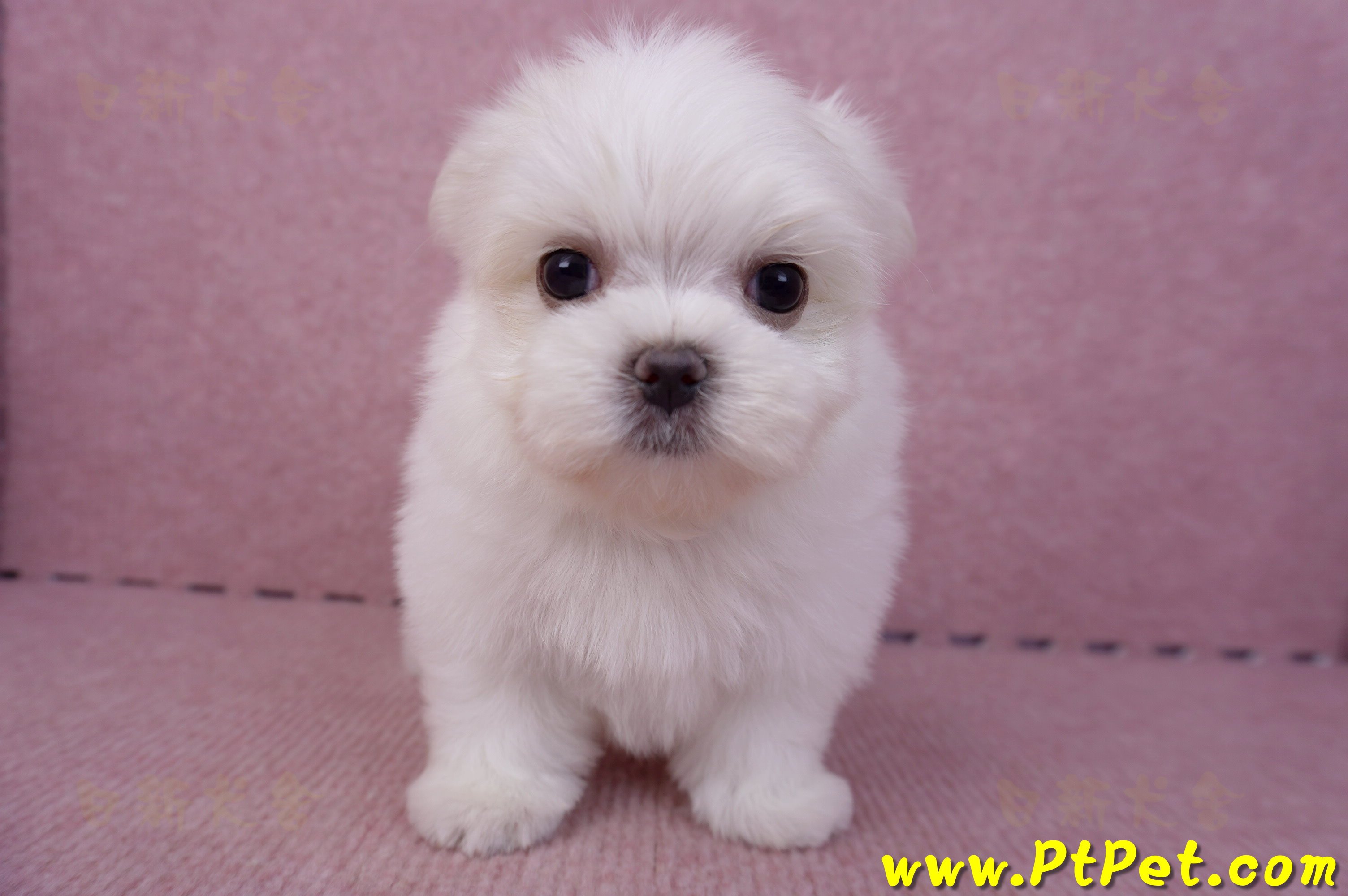 06/26迷你型馬爾濟斯公幼犬1號(台北南港)