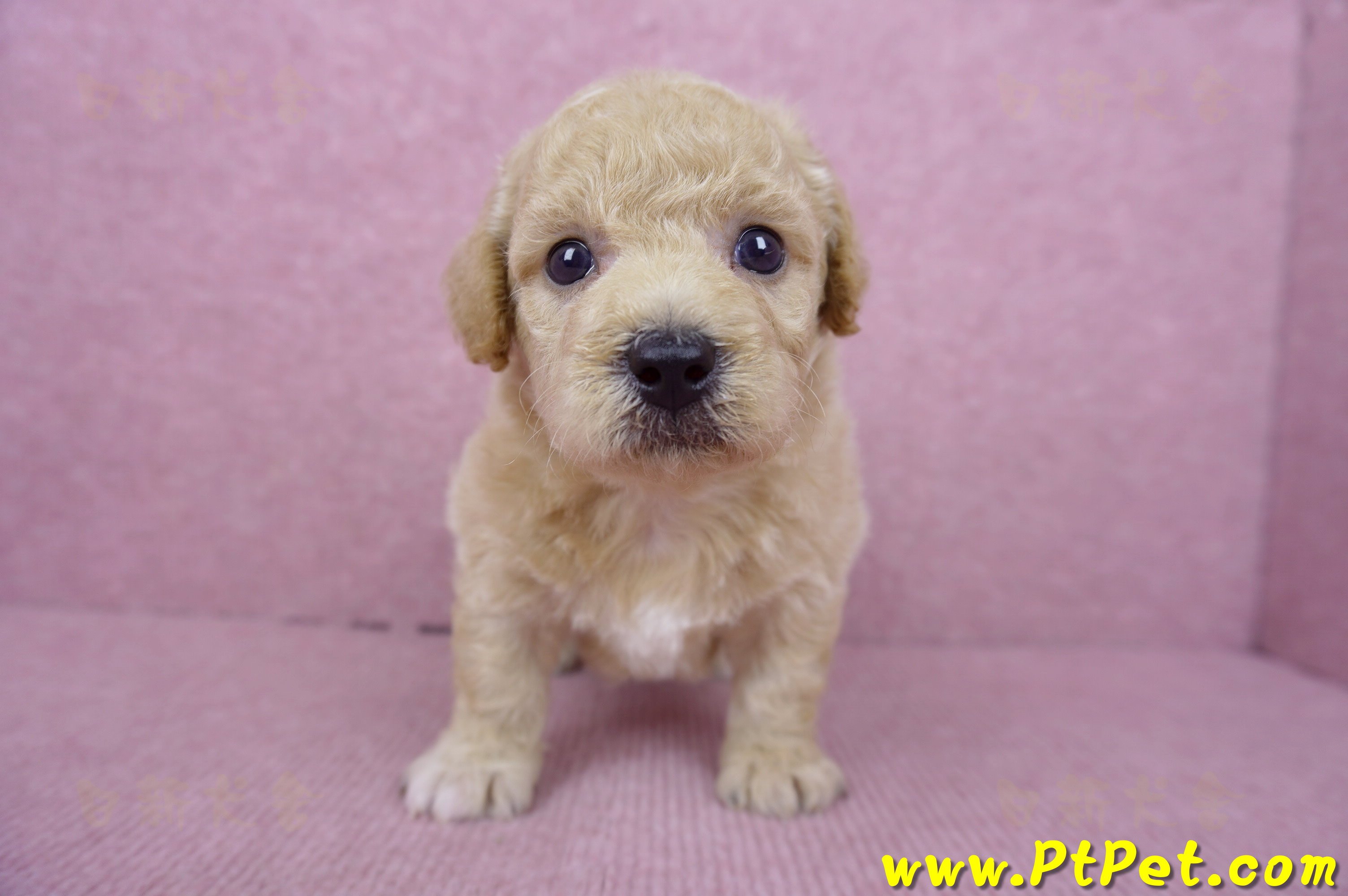 06/14泰迪比熊公幼犬(新竹竹東)