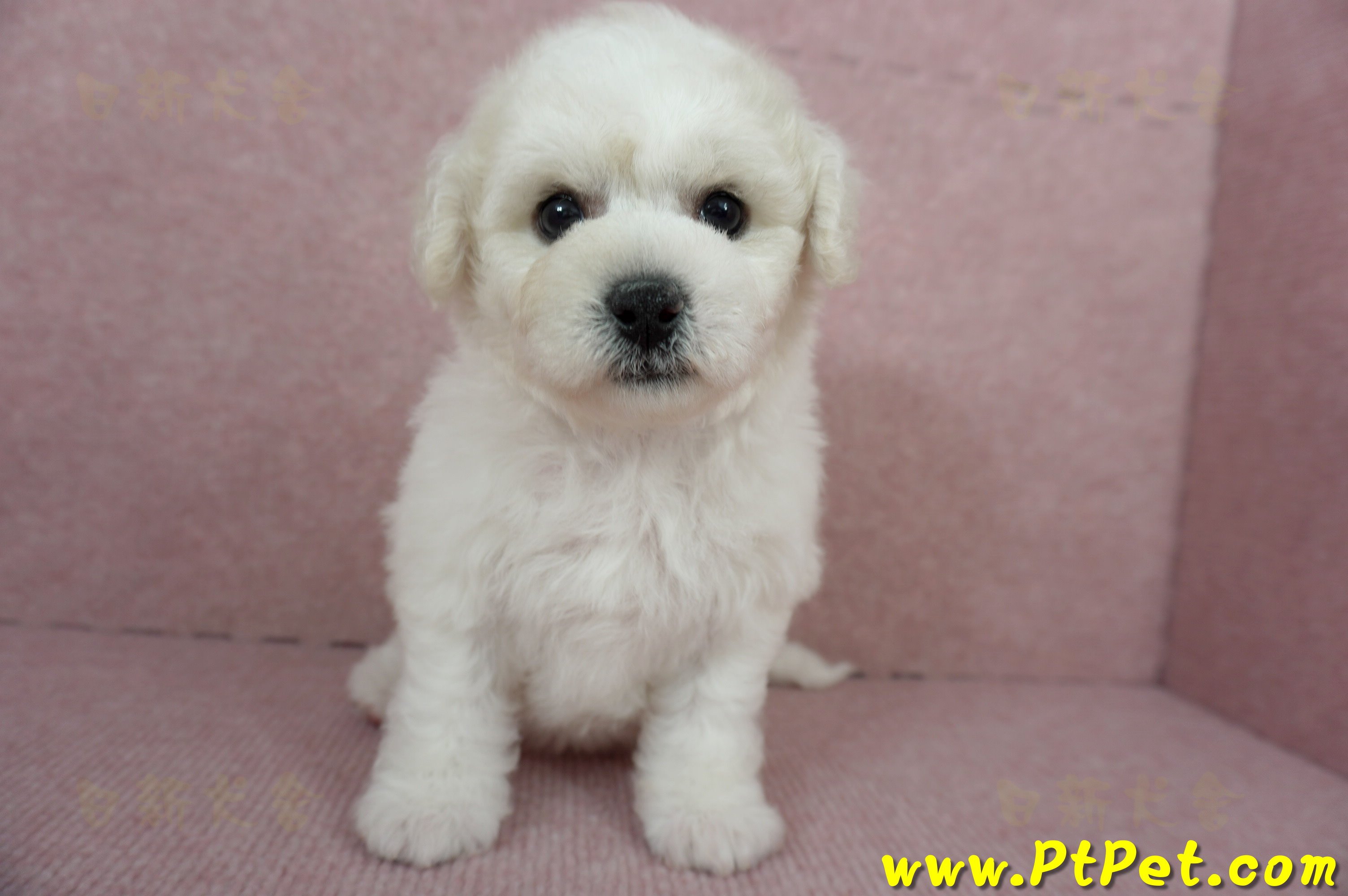 12/01比熊犬母幼犬1號（台北中山）