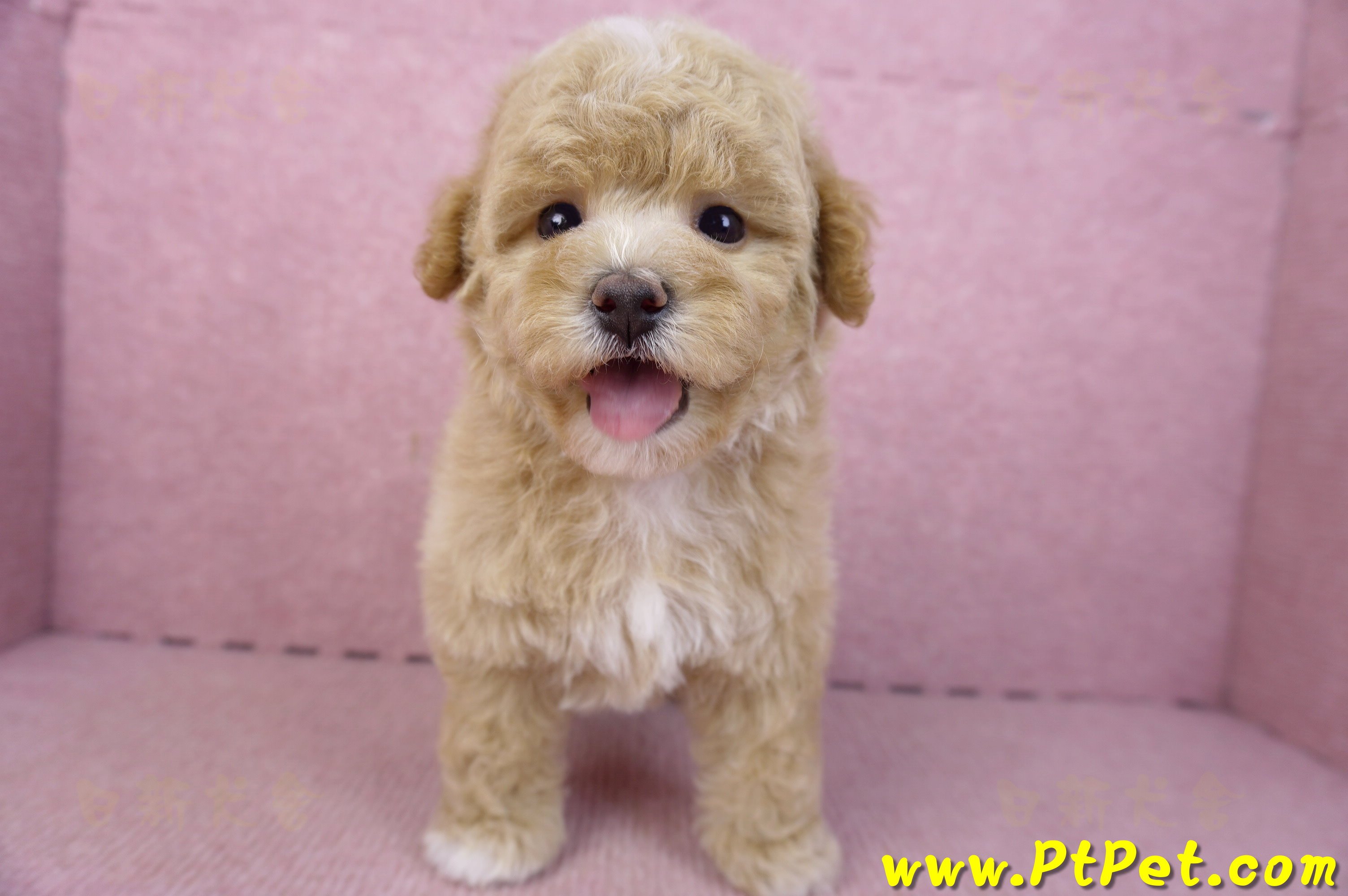 02/18泰迪比熊母幼犬1號