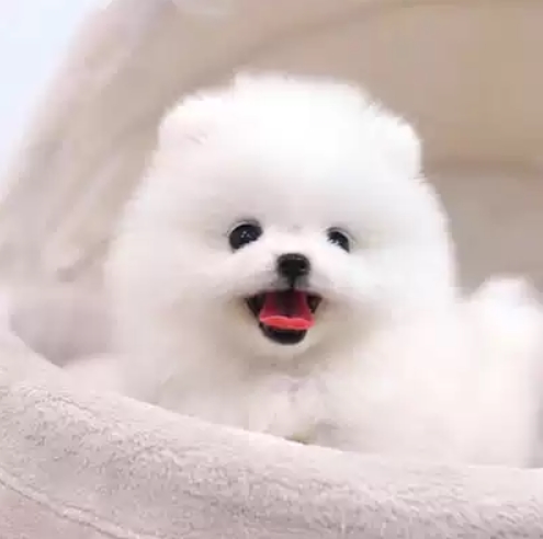 博美犬怎麼挑選