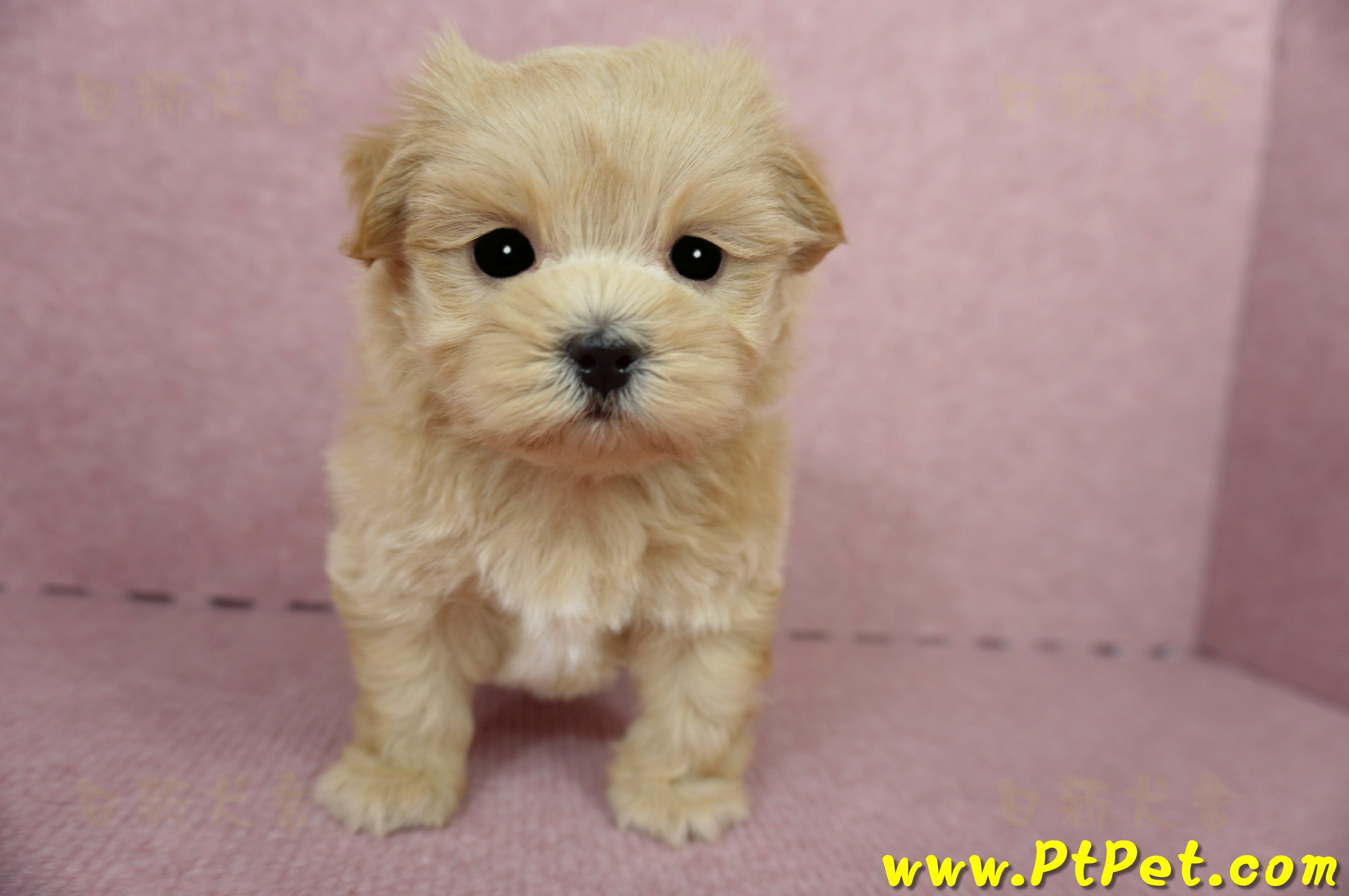 04/23奶油色馬爾泰迪公幼犬(屏東東港)