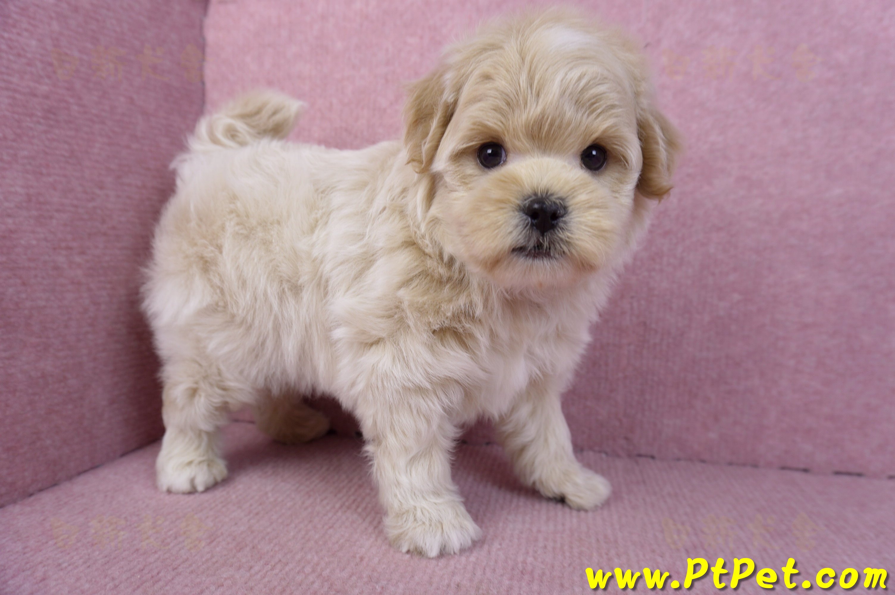 11/23馬爾泰迪公幼犬2號