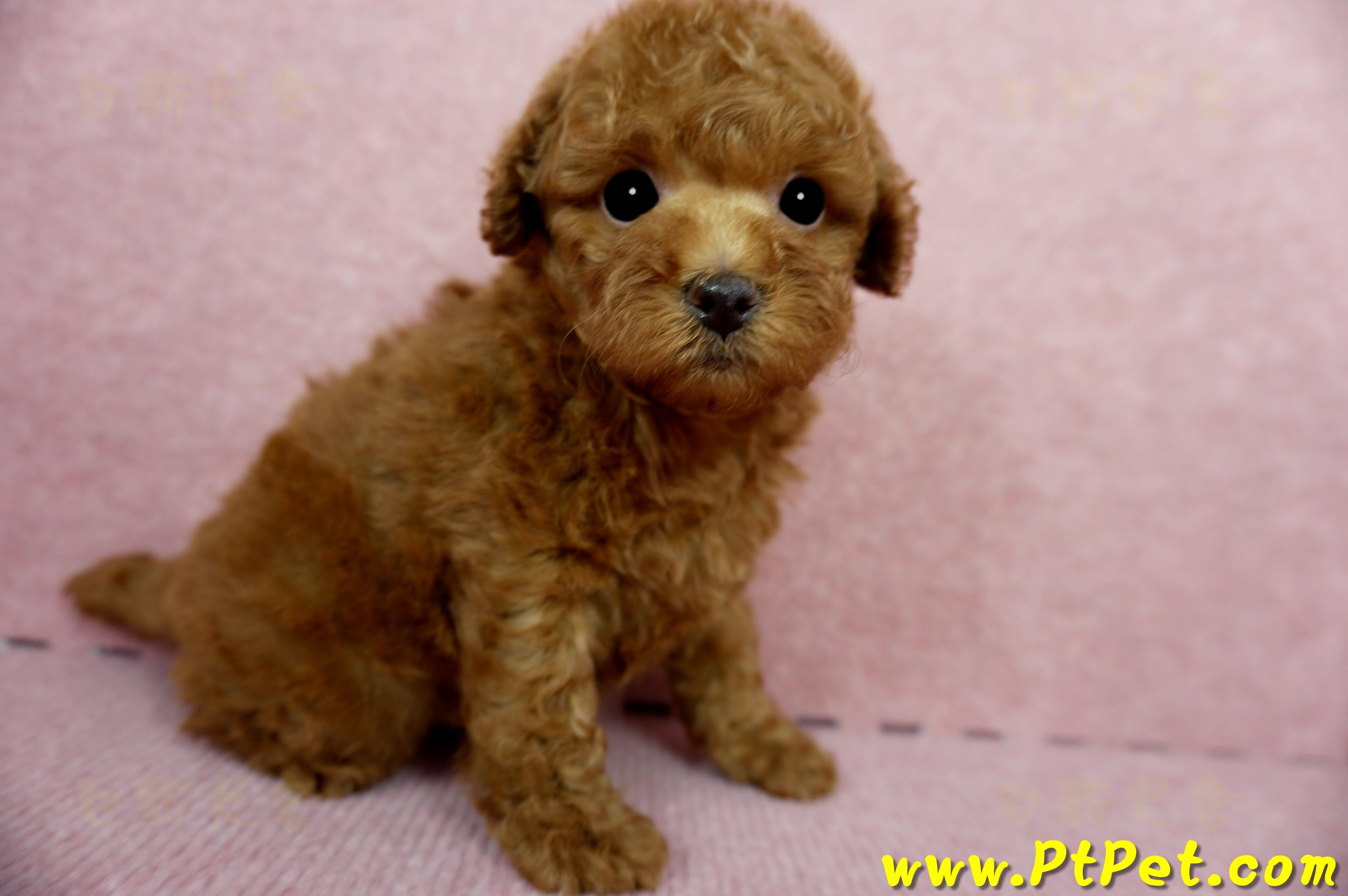 04/15玩具型紅貴賓母幼犬1號(台中大雅)