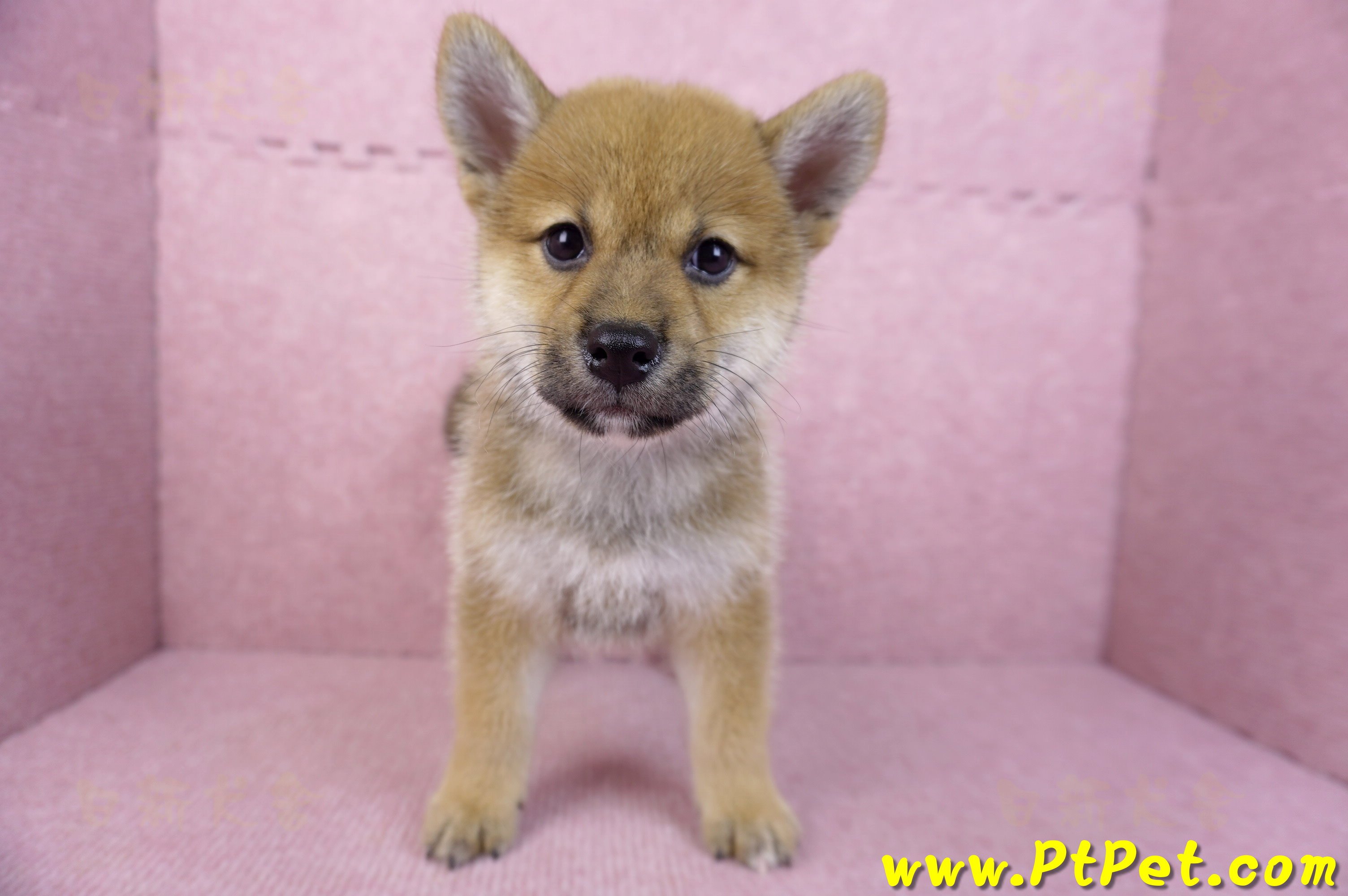 05/20赤色柴犬母幼犬