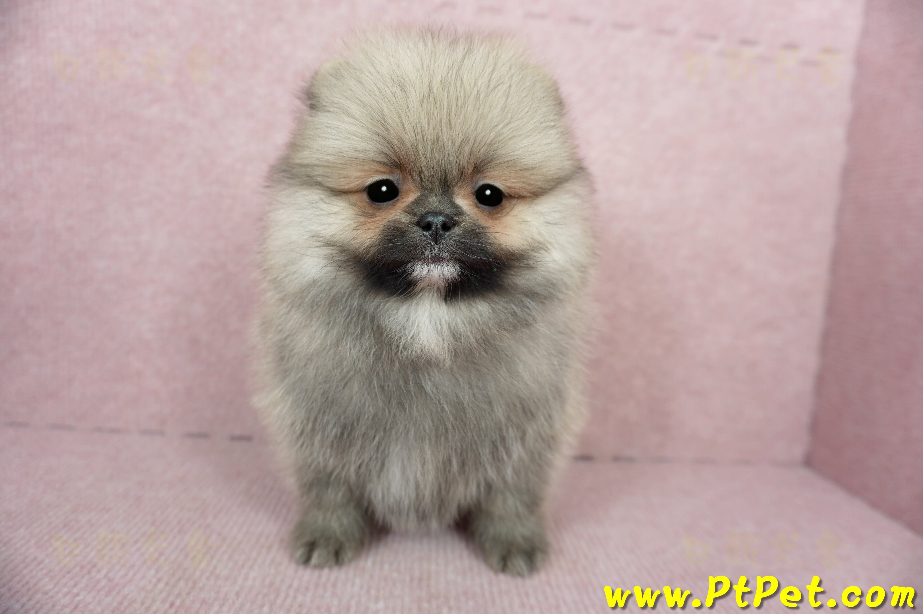 02/11迷你型松鼠棕博美公幼犬(新竹竹北)