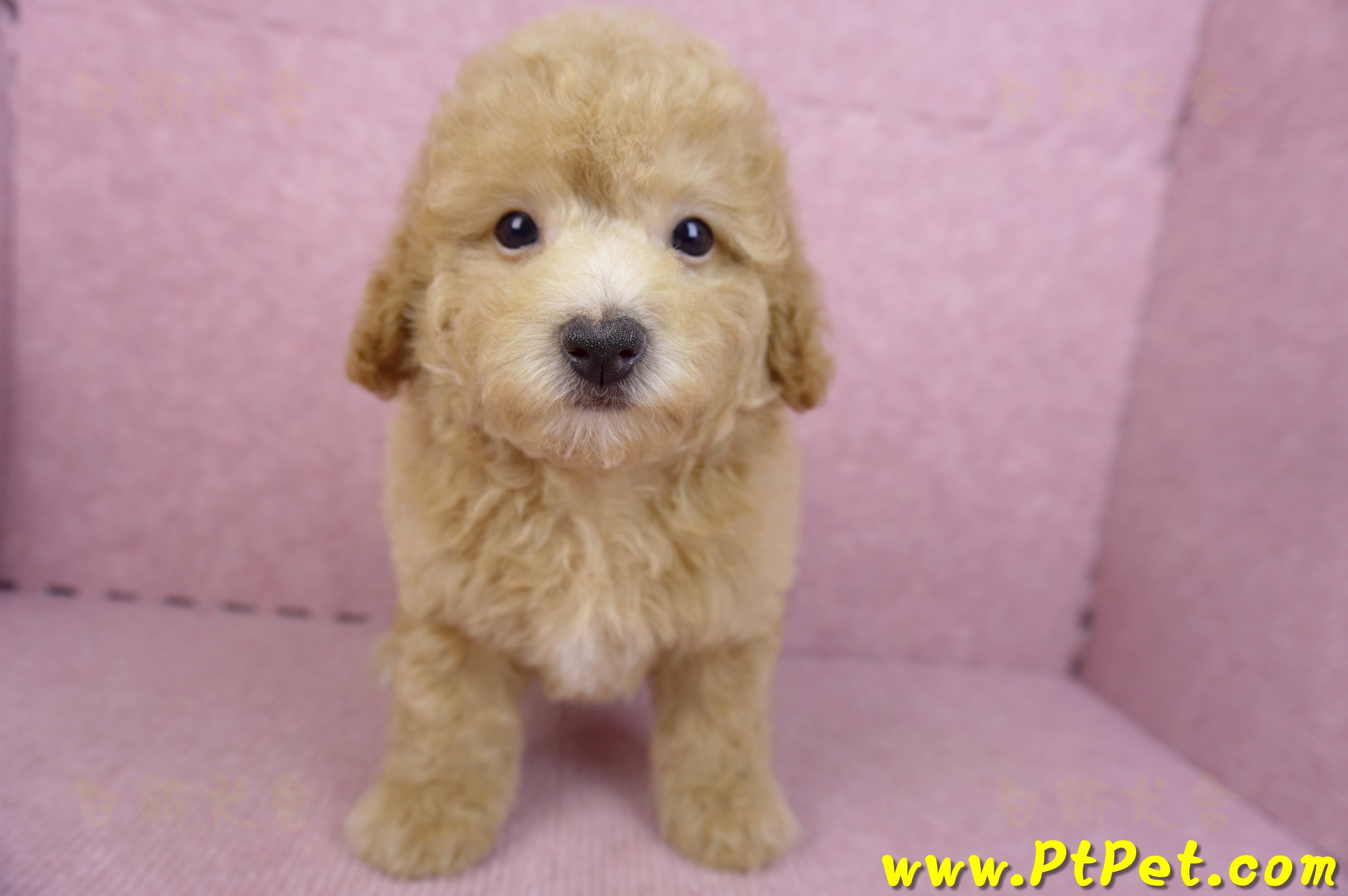 08/10泰迪比熊母幼犬(新北新店)