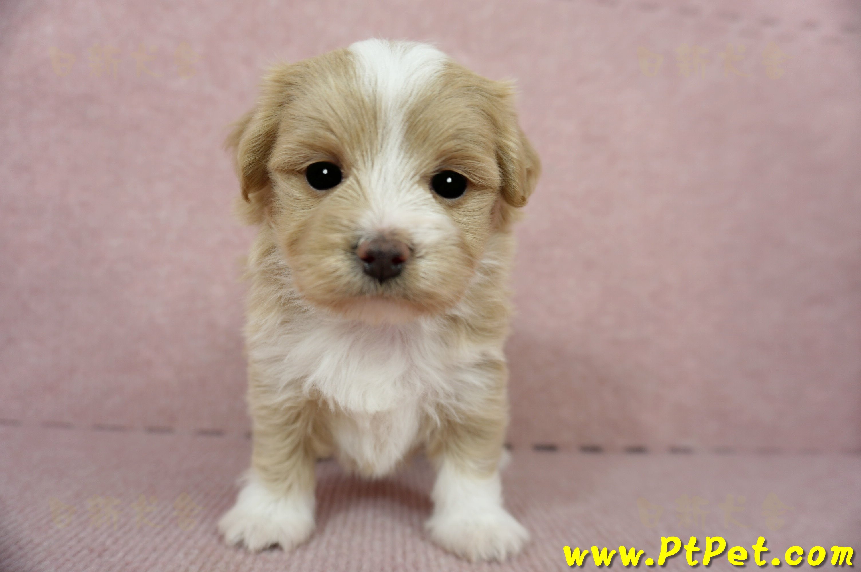 02/07奶油色馬爾泰迪母幼犬(嘉義東區)