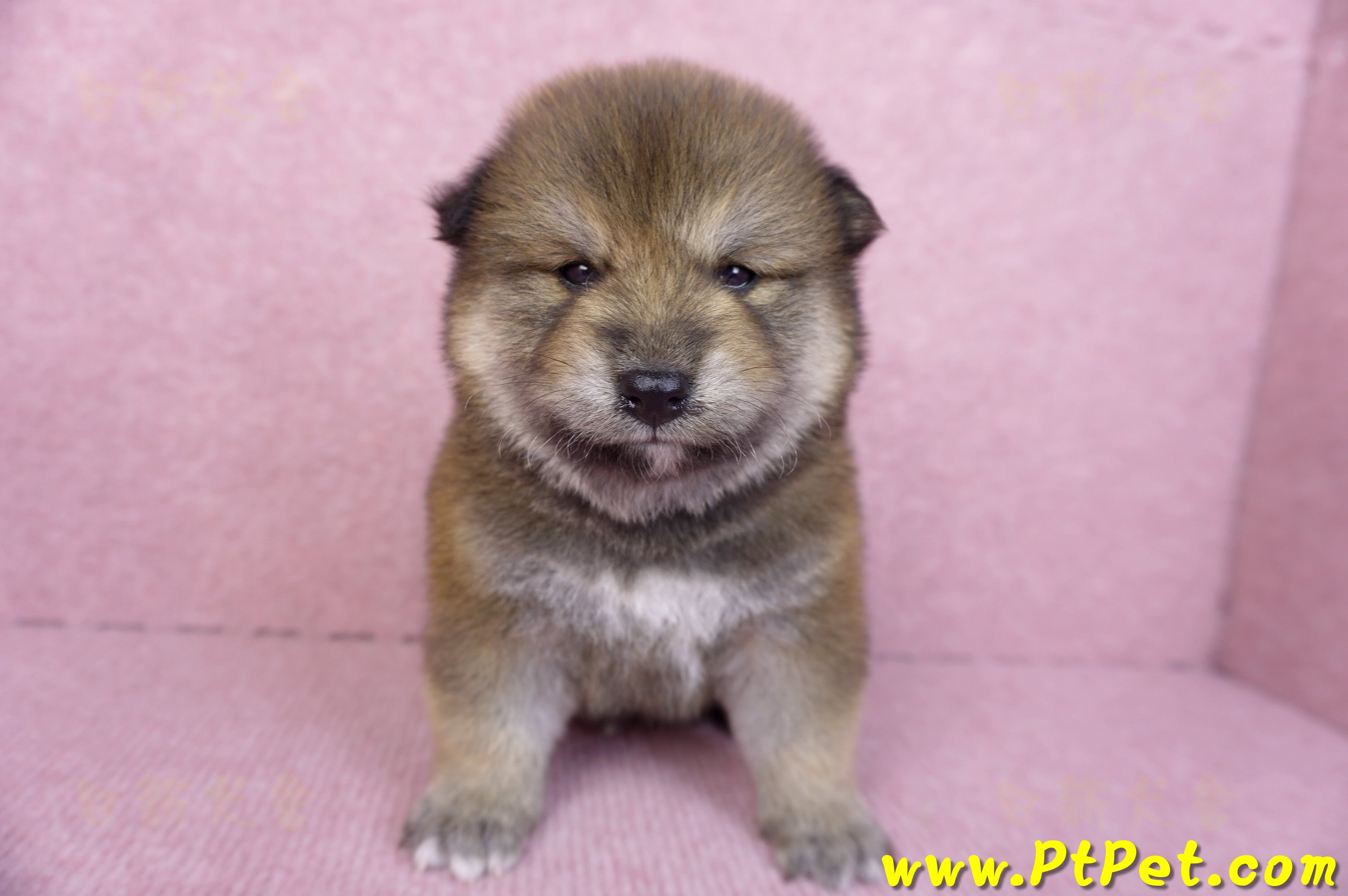 10/06赤色長毛柴犬公幼犬(高雄鼓山)