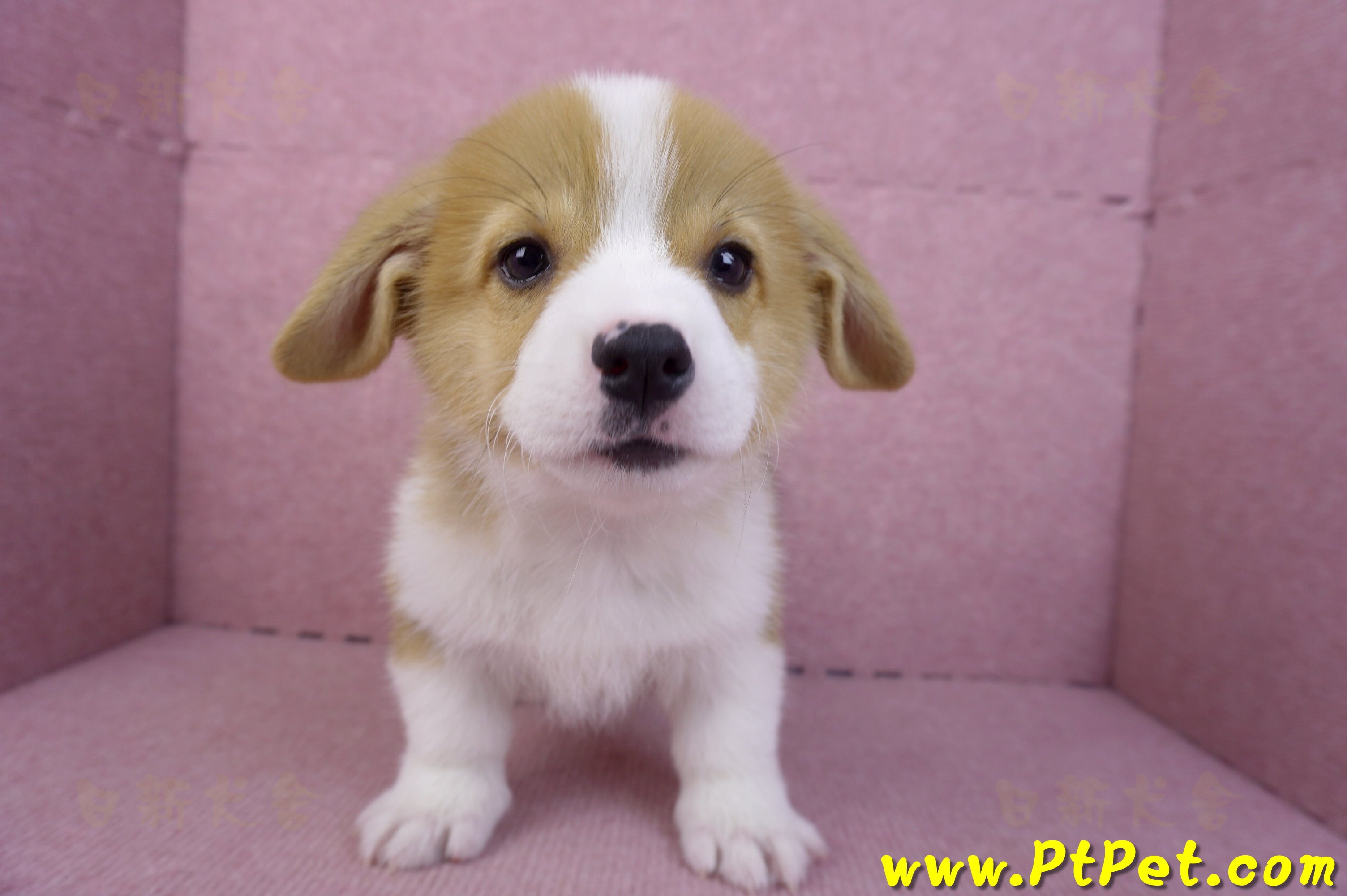 11/02雙色柯基犬公幼犬