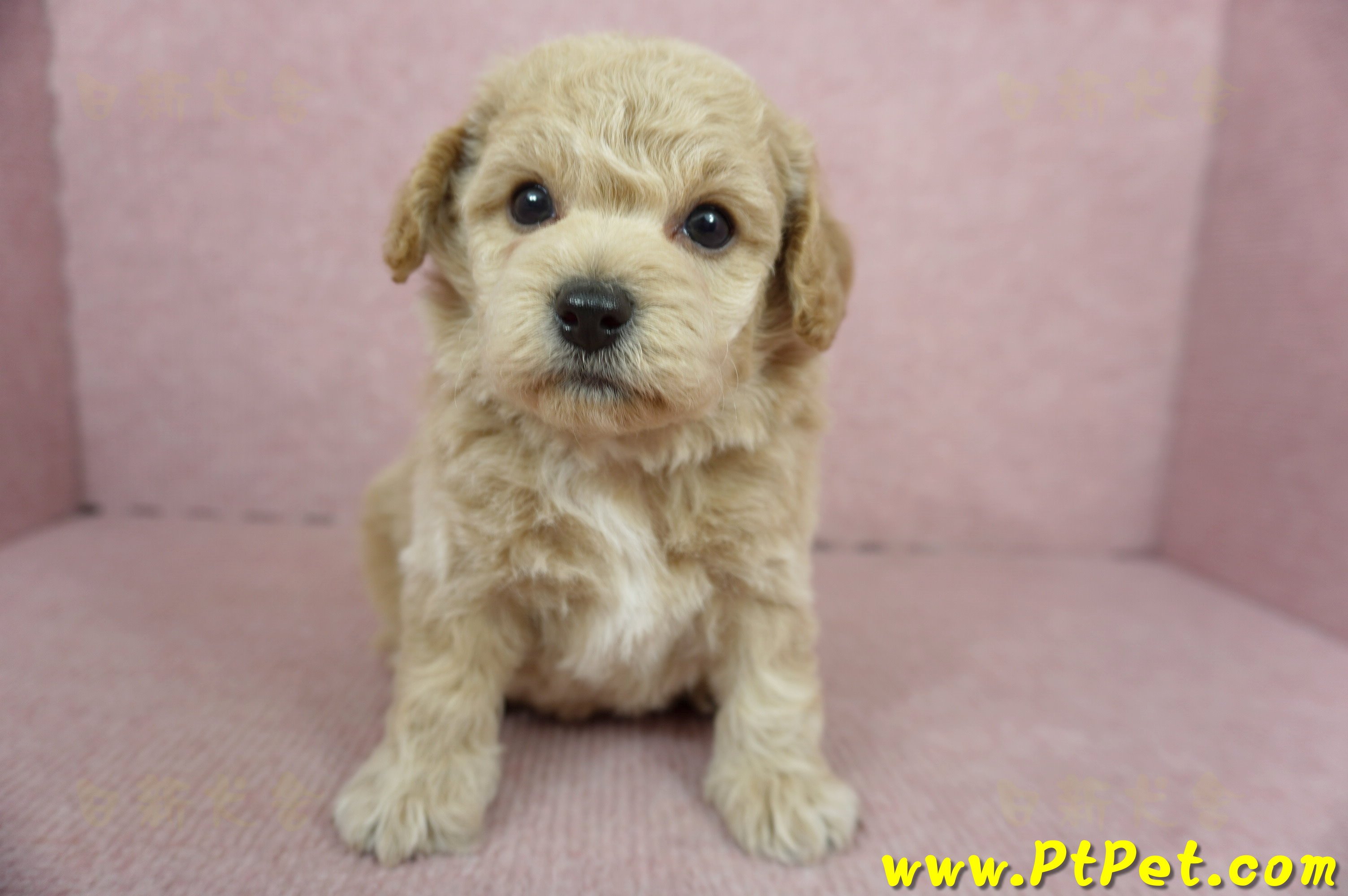 11/08泰迪比熊公幼犬2號(新北淡水)