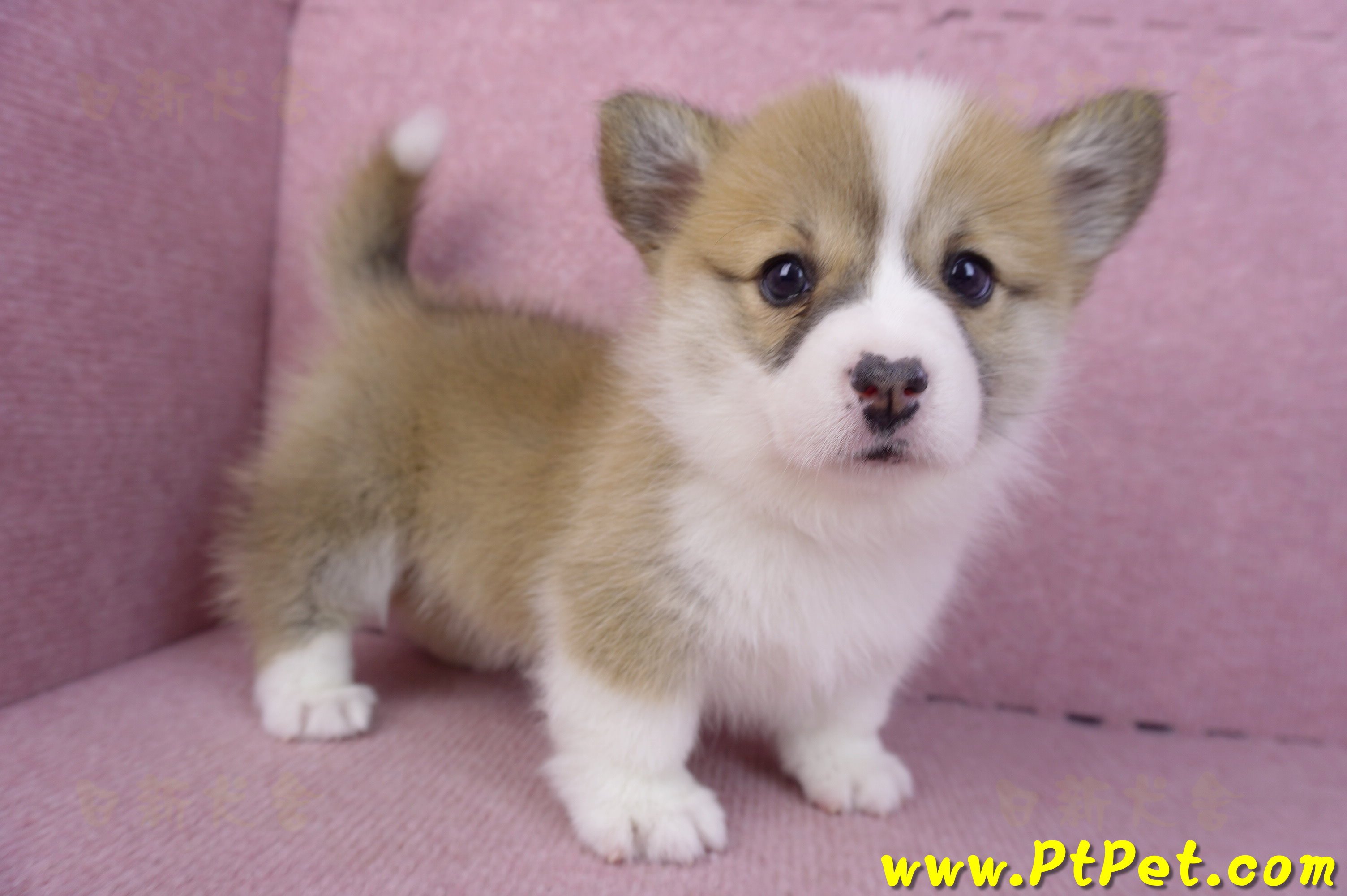 11/30雙色柯基犬母幼犬