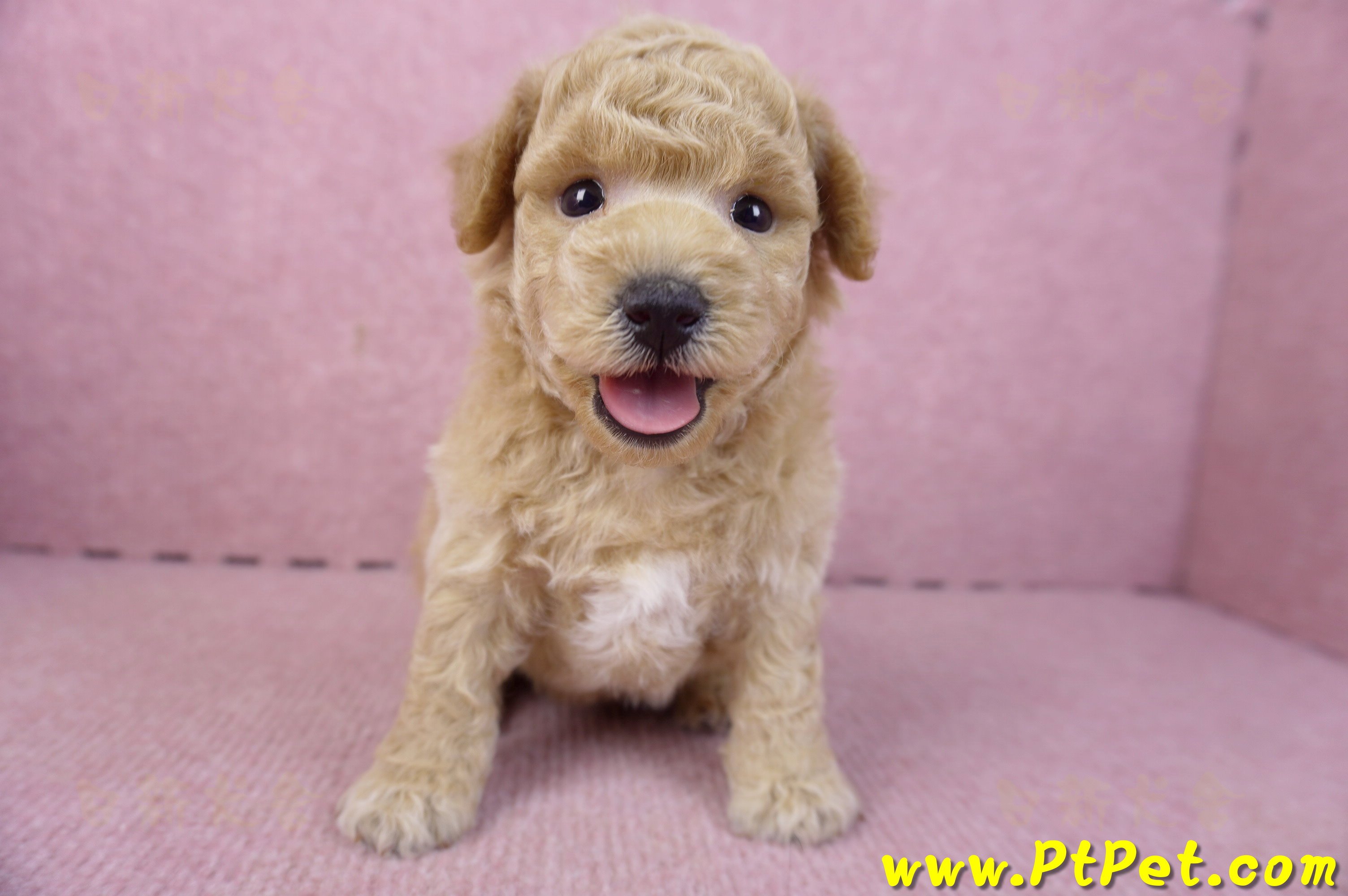 01/20泰迪比熊公幼犬