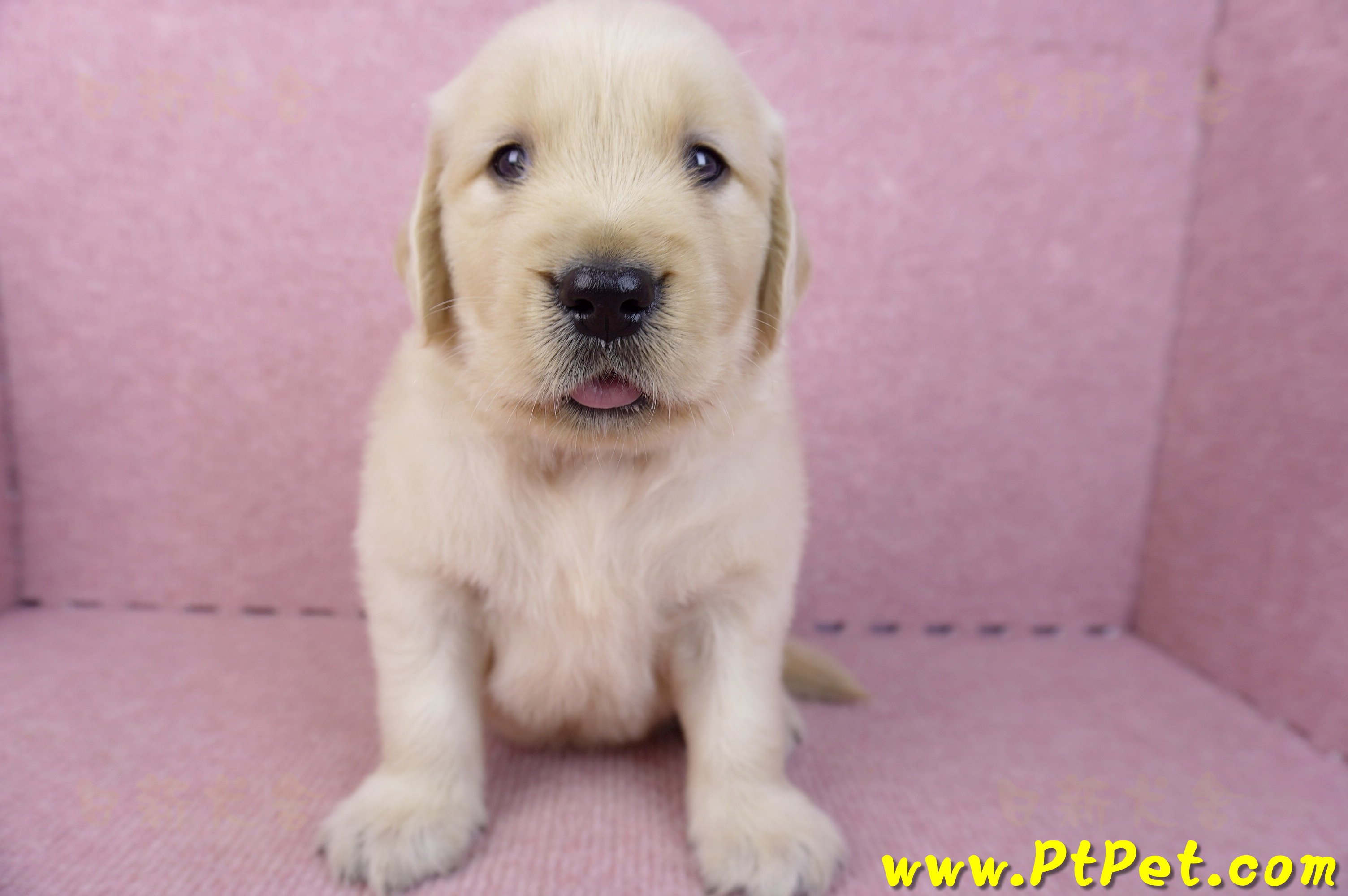 07/18黃金獵犬公幼犬2號(高雄鳳山)