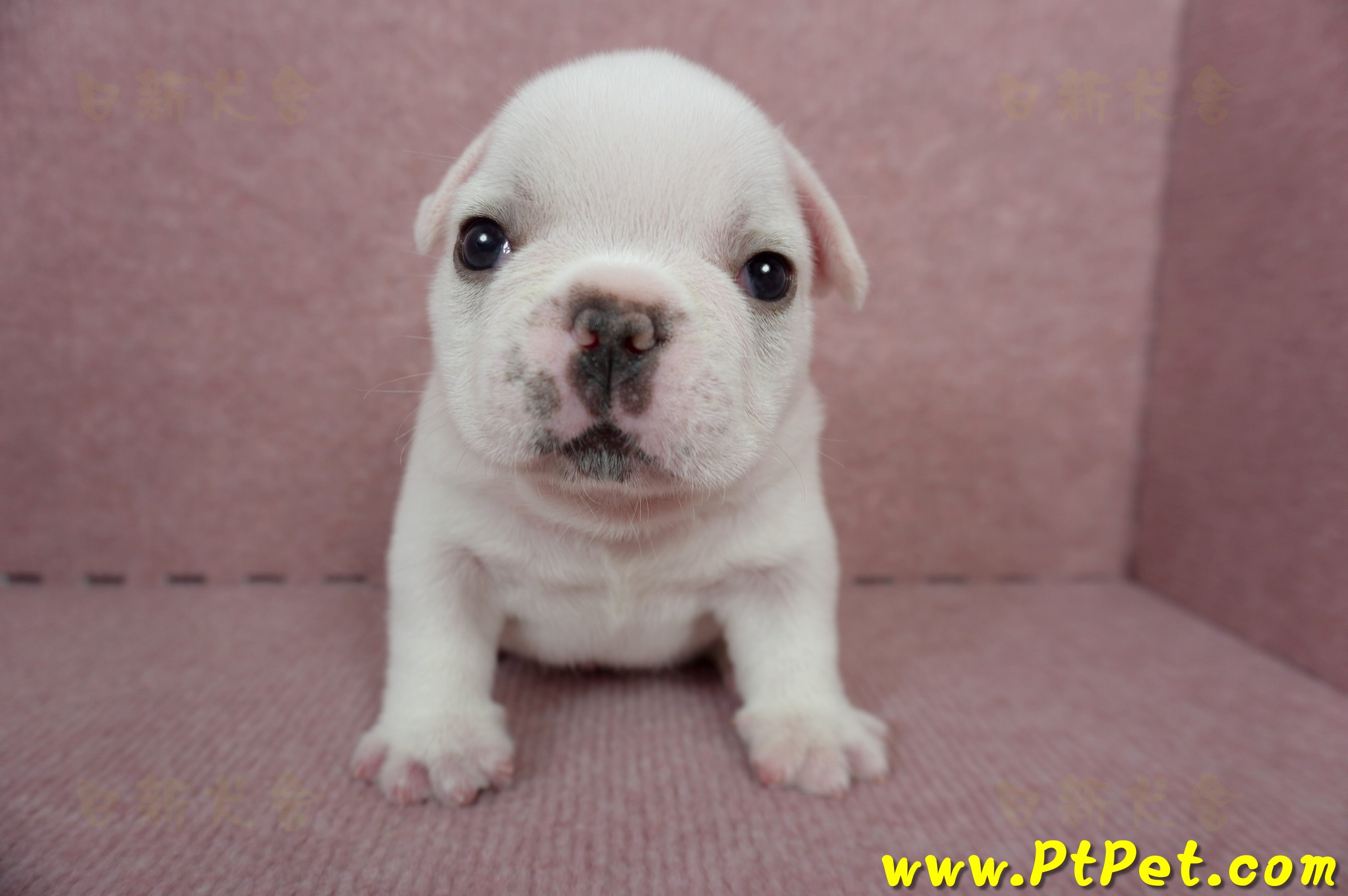 04/18奶白色法國鬥牛公幼犬(新北板橋)