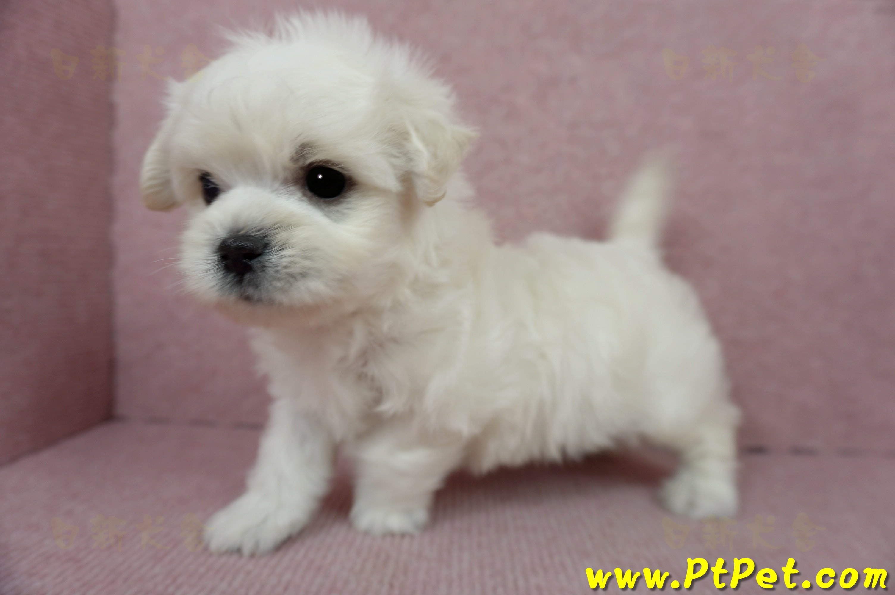 01/10奶白色馬爾泰迪公幼犬3號(屏東萬丹)