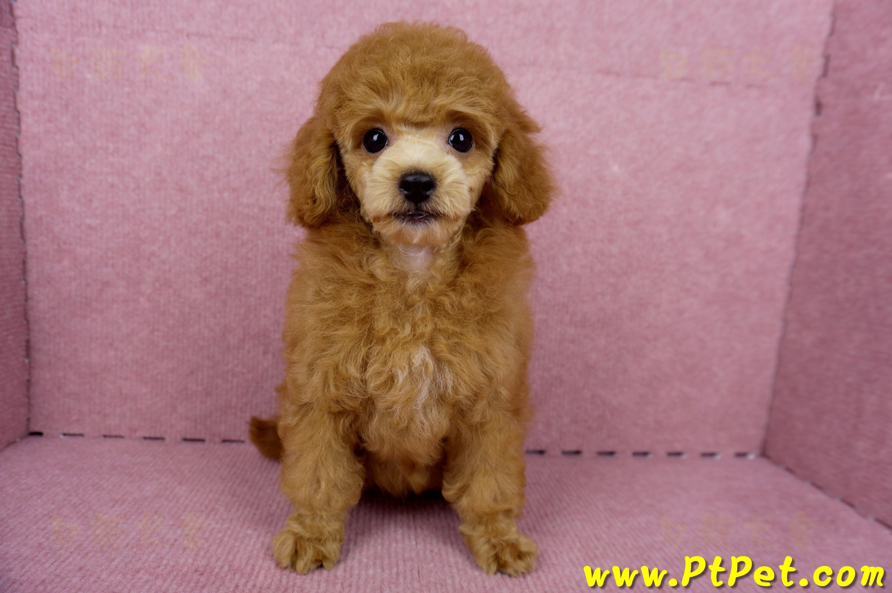 05/22迷你型紅貴賓母幼犬(屏東高樹)