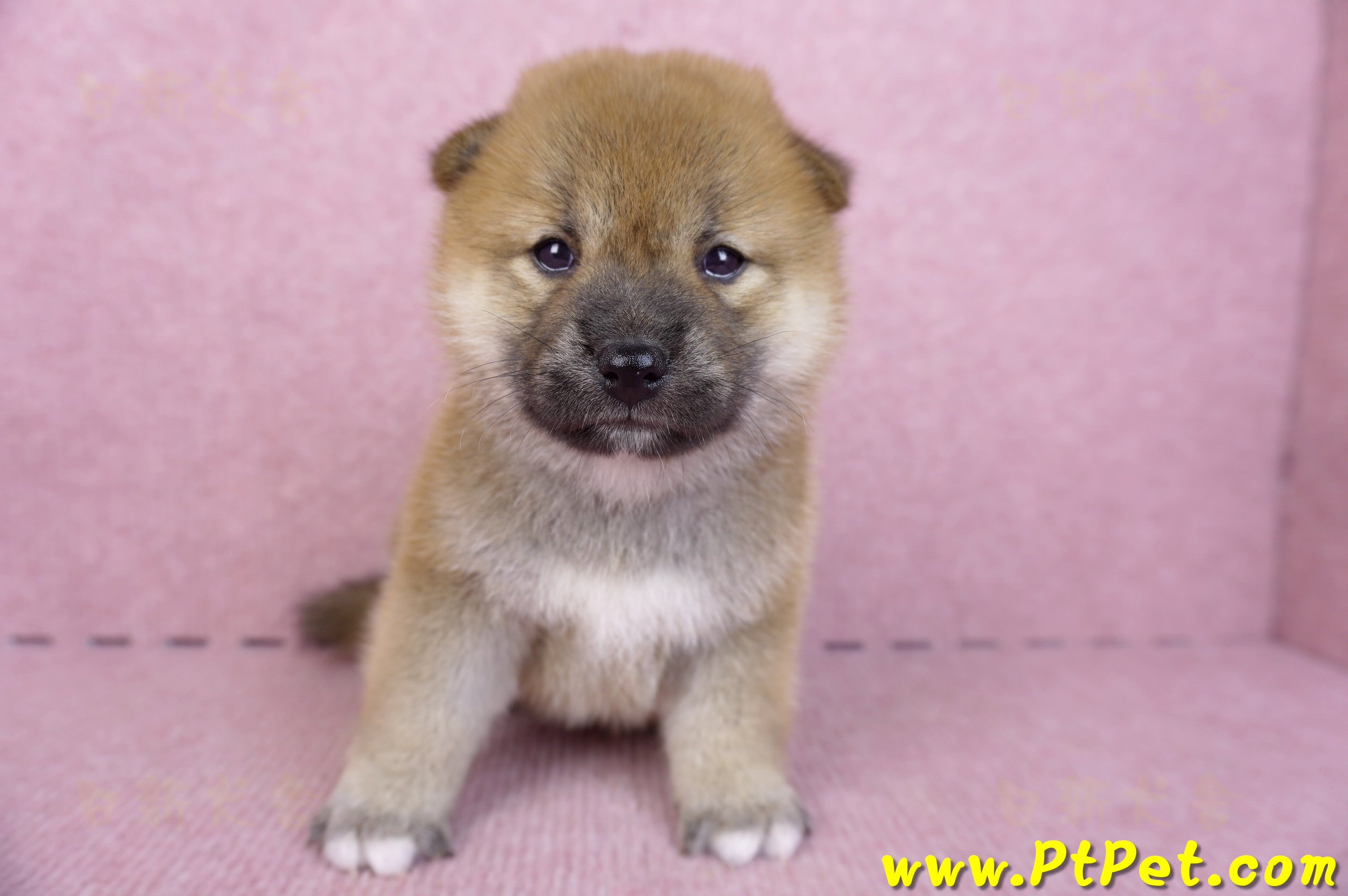 09/21赤色柴犬母幼犬2號(新竹)