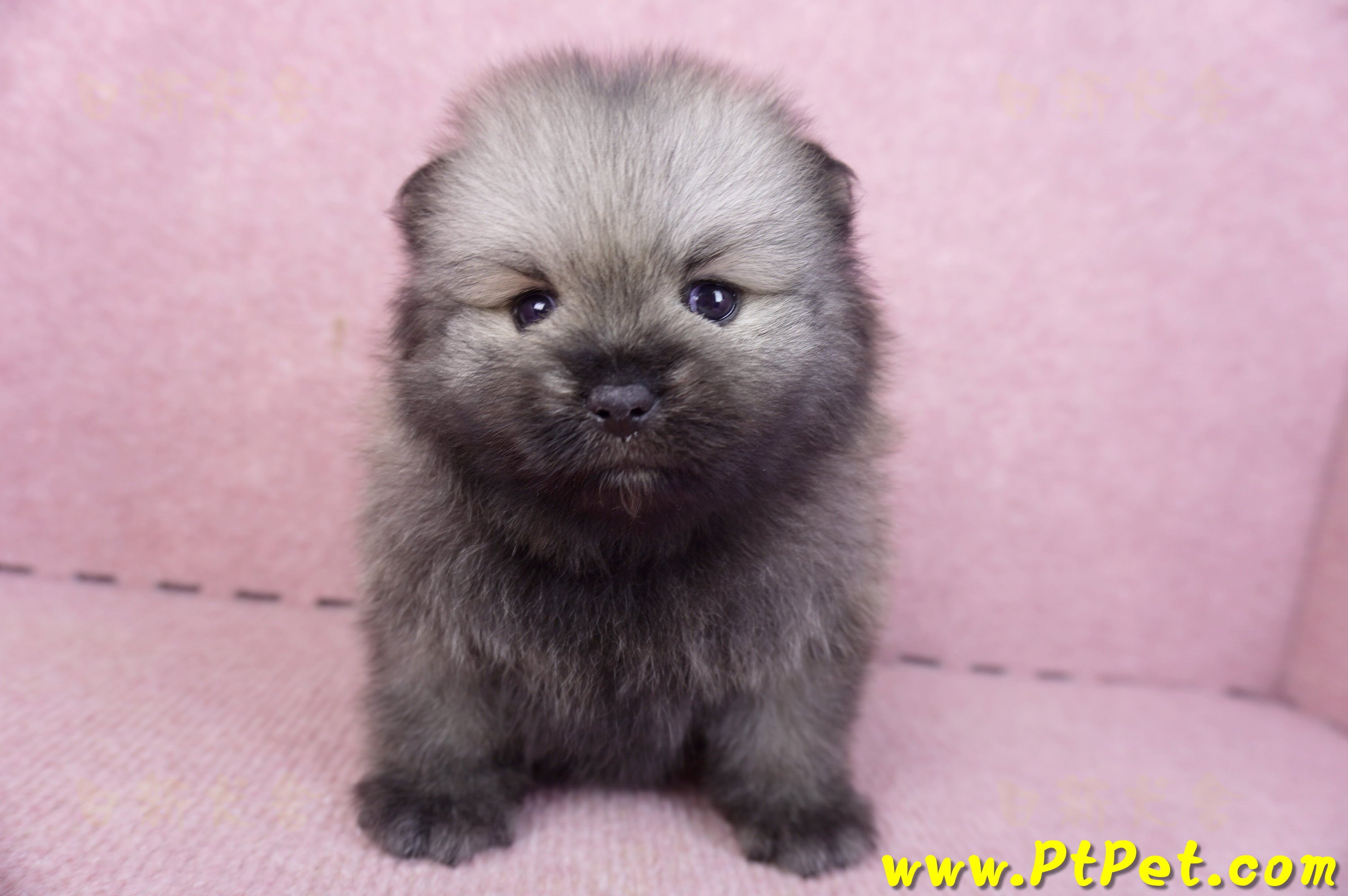 02/10棕色松鼠博美公幼犬