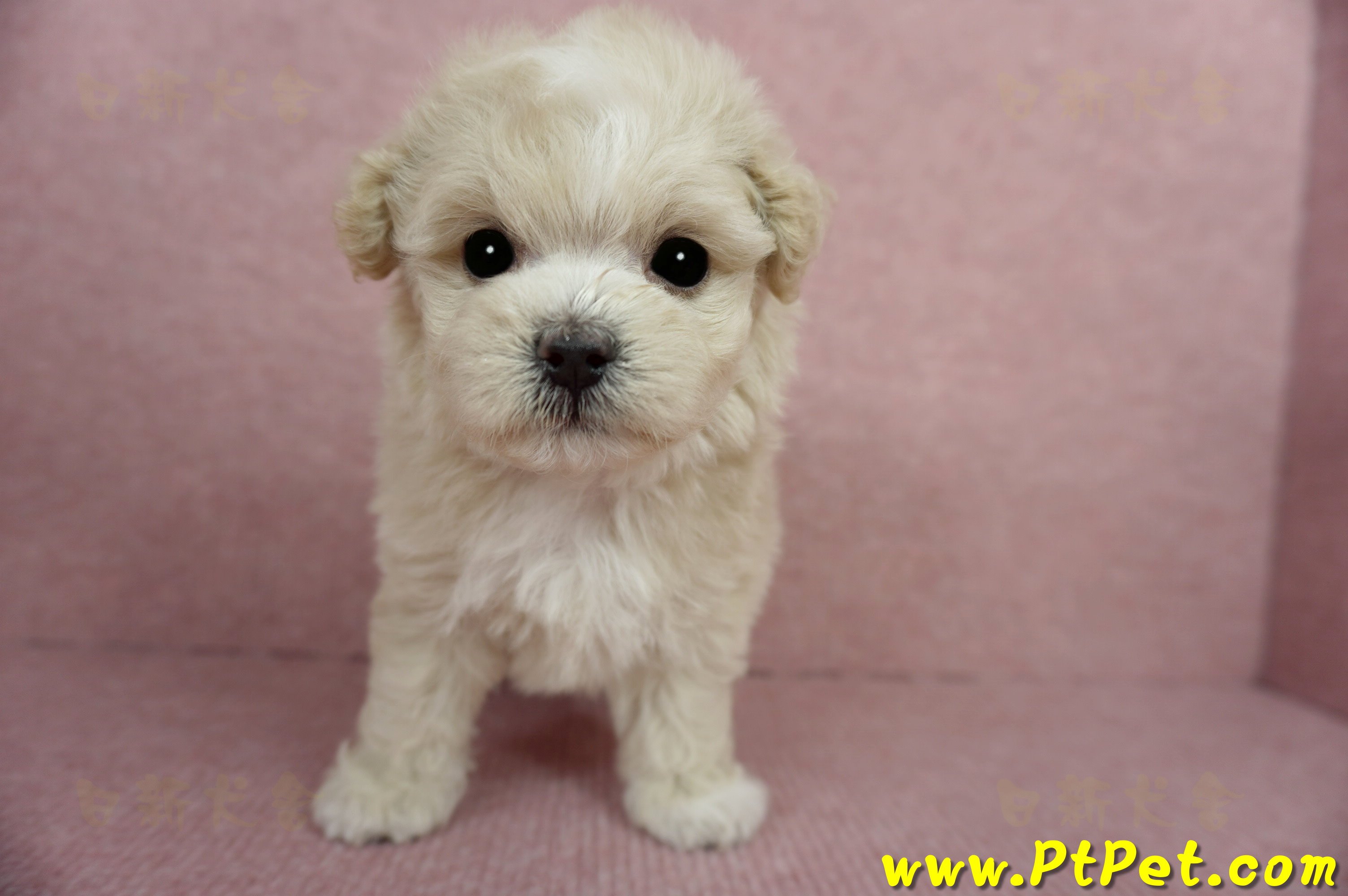 03/31奶油色馬爾泰迪母幼犬1號(基隆信義)