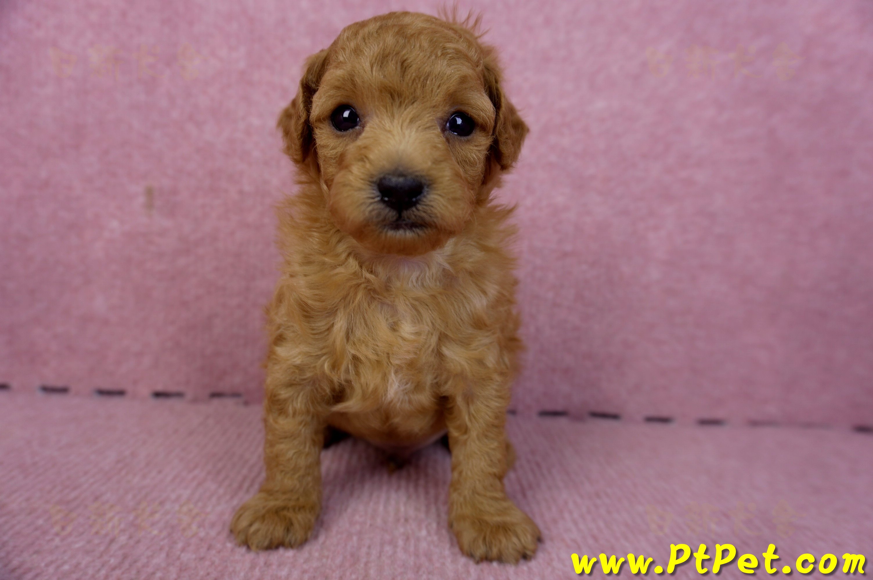 02/11紅貴賓公幼犬2號