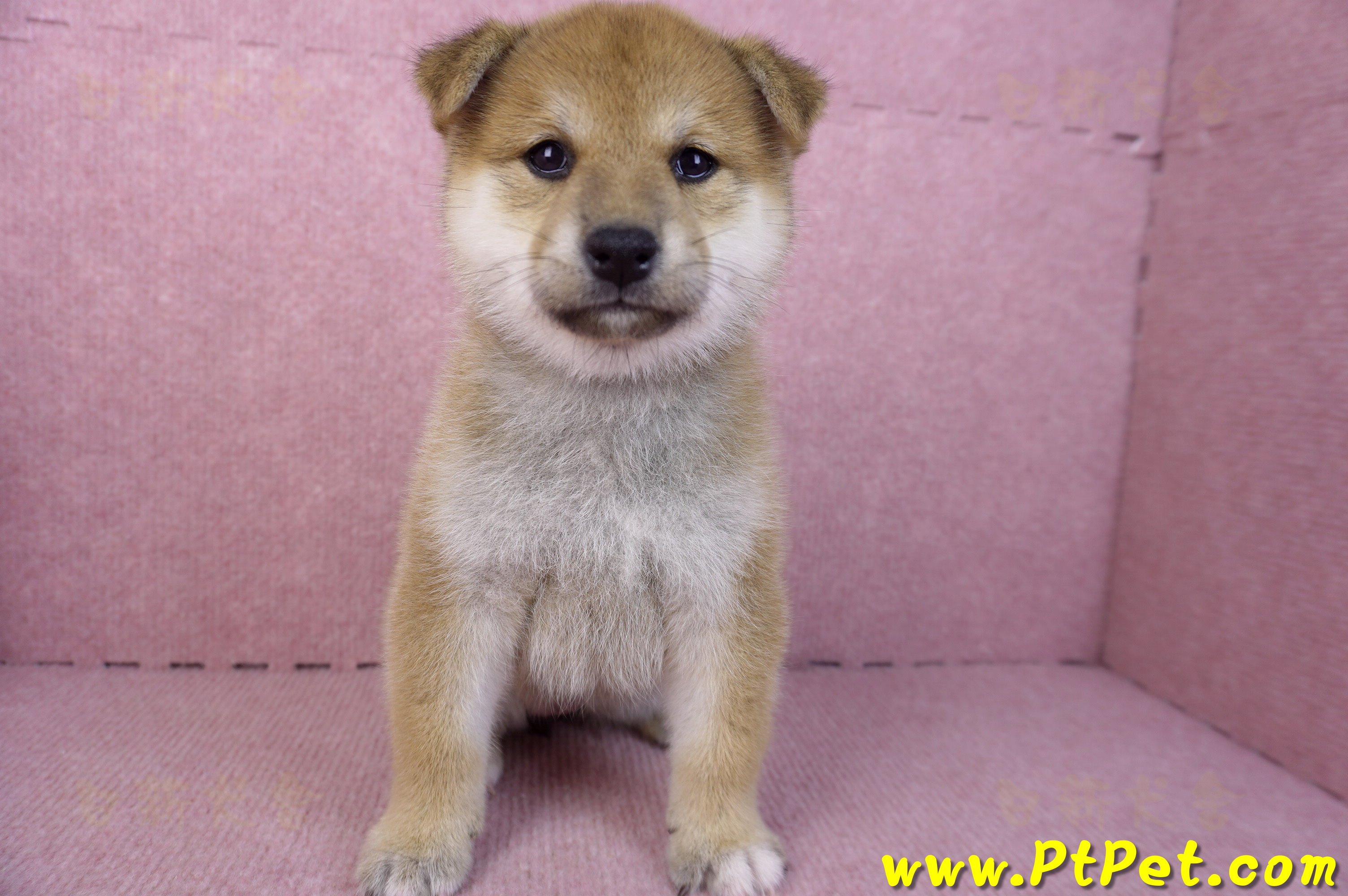 12/10赤色柴犬母幼犬(桃園龍潭)