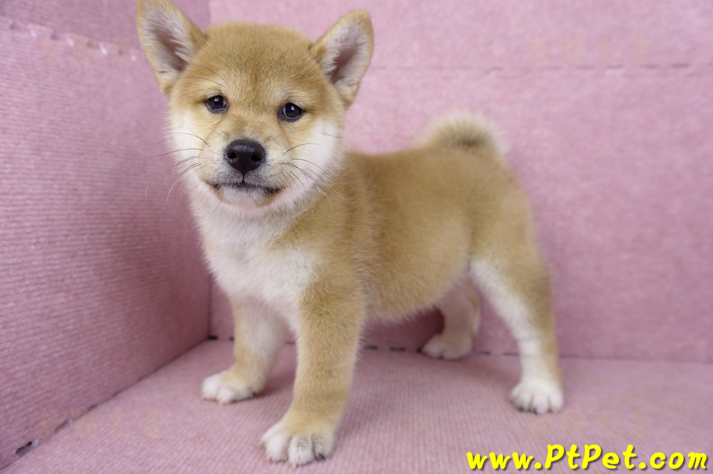 09/10赤色柴犬母幼犬