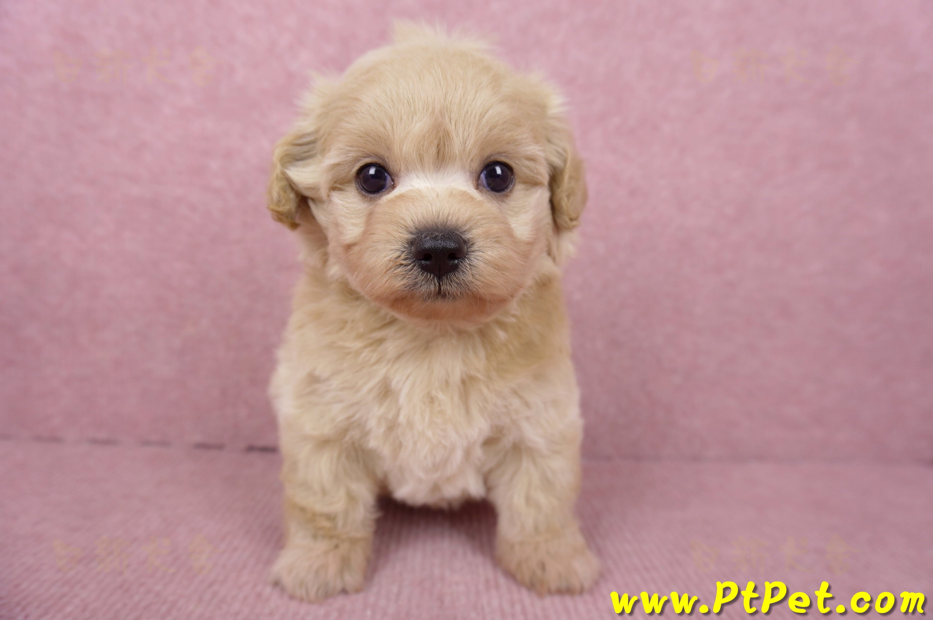 06/15奶油色馬爾泰迪母幼犬1號(屏東市)