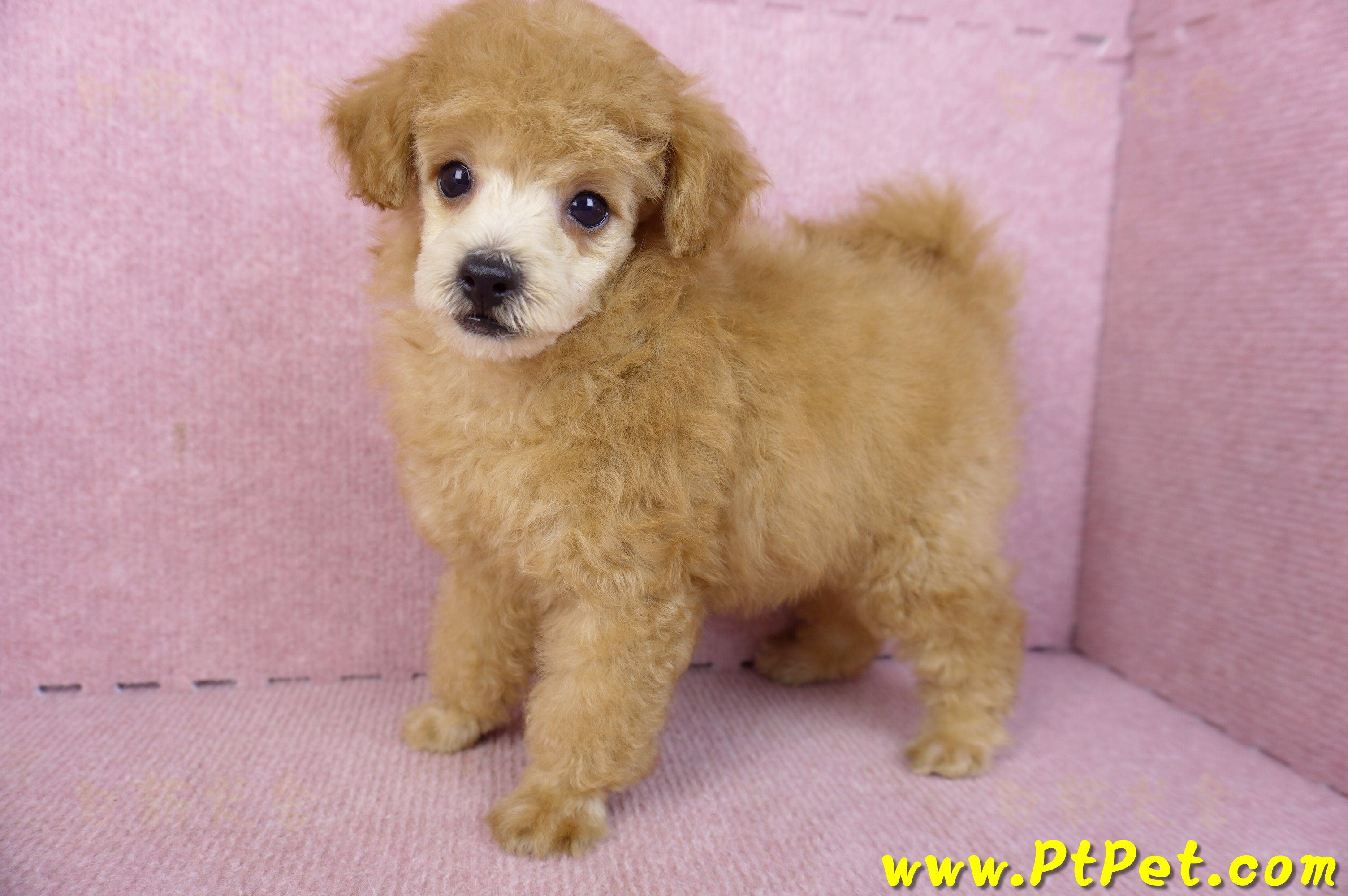 02/11奶油貴賓母幼犬