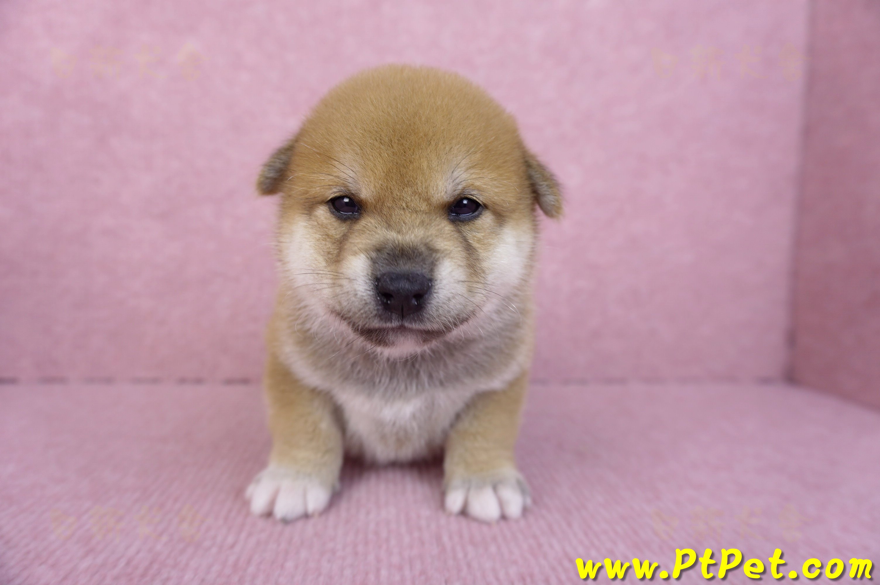 10/06赤色柴犬公幼犬1號(屏東萬丹)