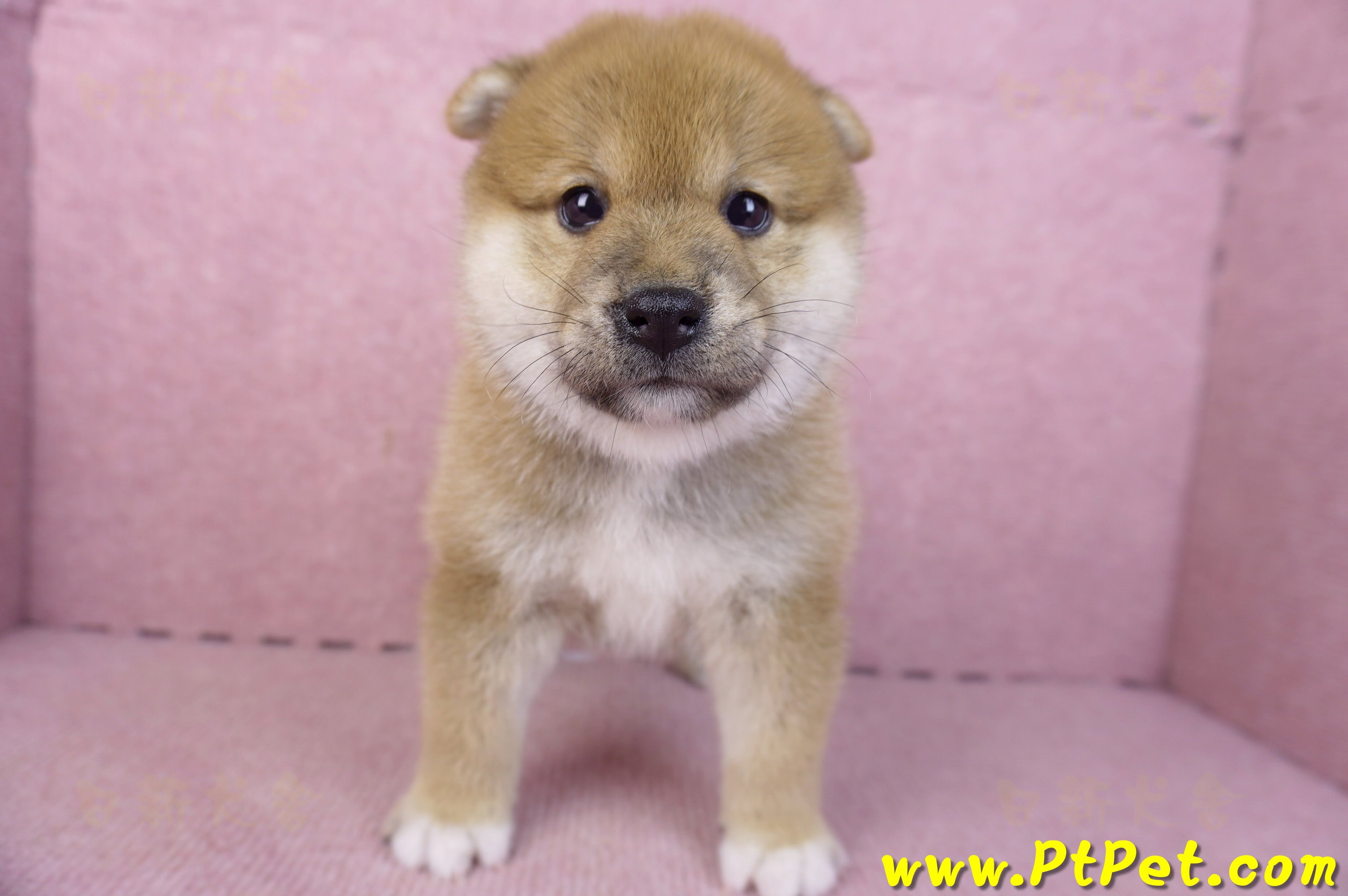 02/06赤色柴犬母幼犬1號(屏東潮州)