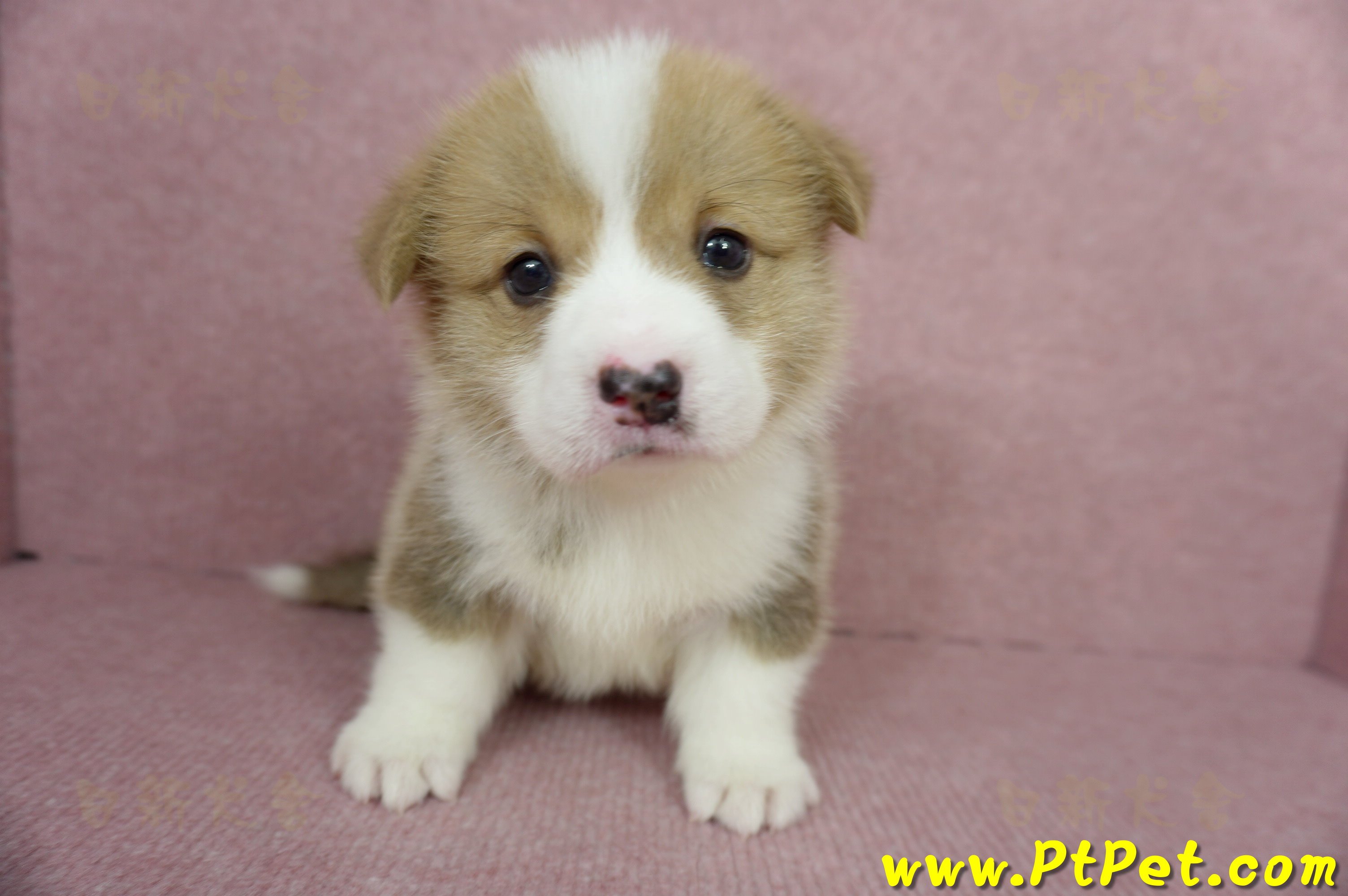 04/13雙色柯基犬公幼犬1號(高雄美濃)