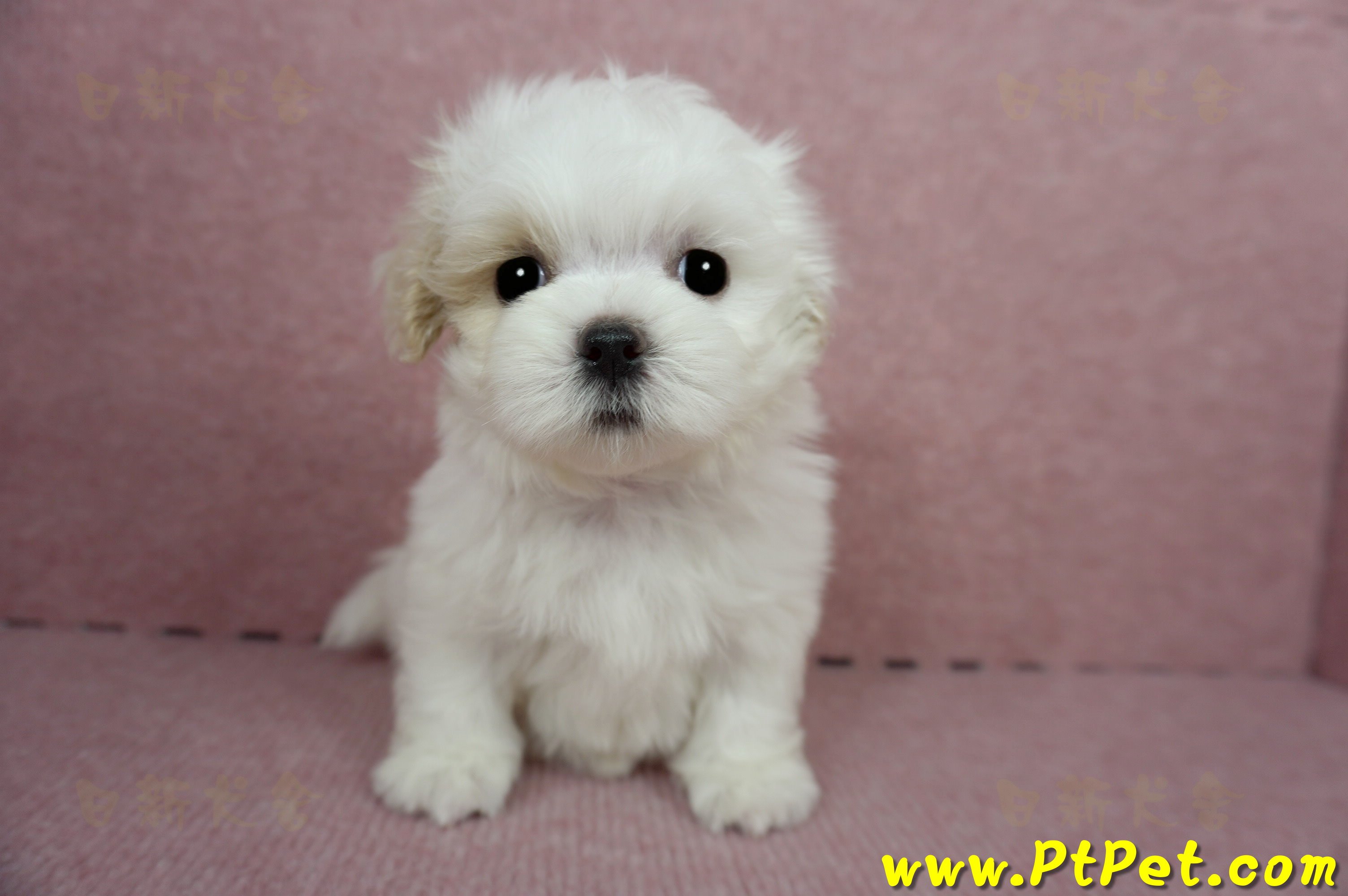 04/11紅白花馬爾泰迪母幼犬(桃園平鎮)