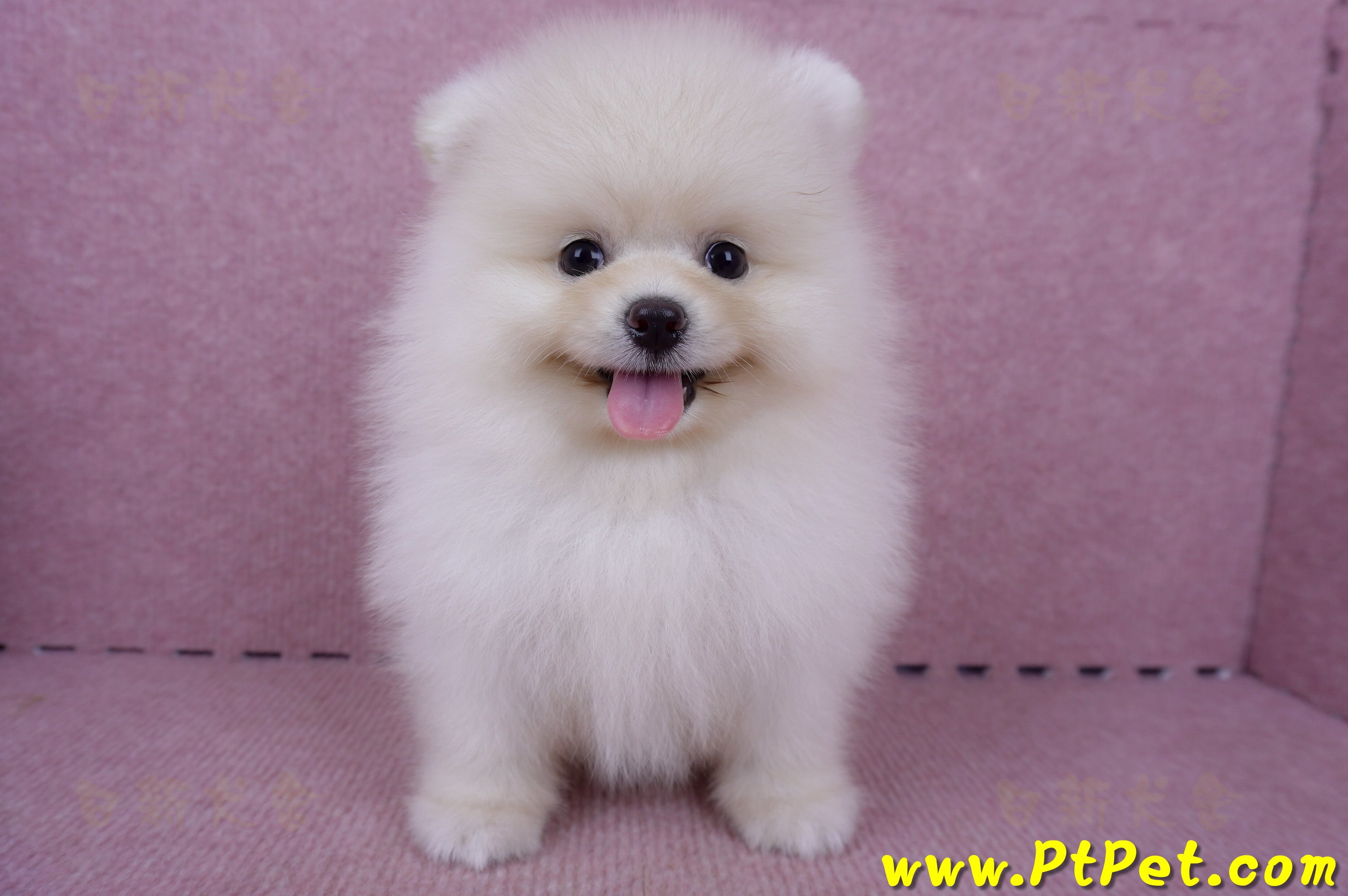 06/23迷你型松鼠白博美公幼犬(新北板橋)