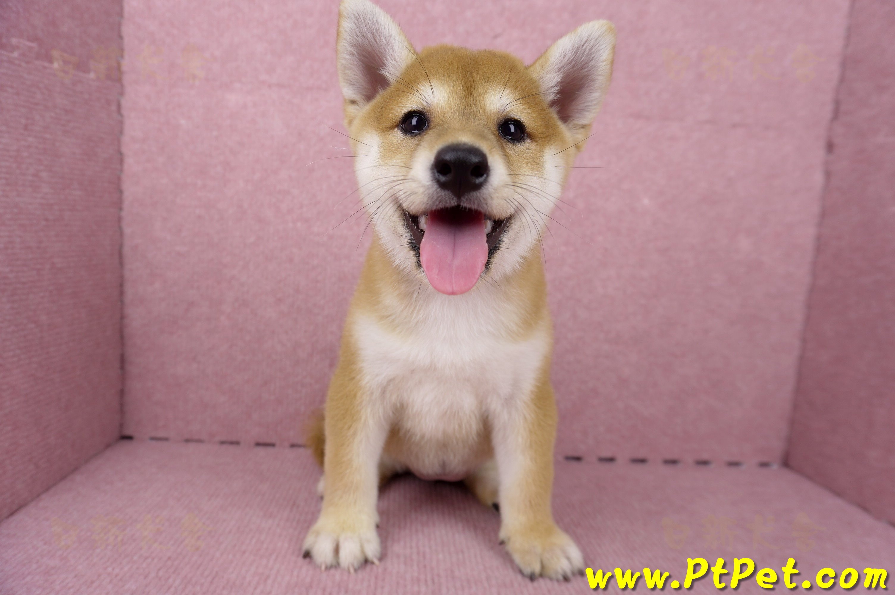 06/04赤色柴犬母幼犬(高雄路竹)