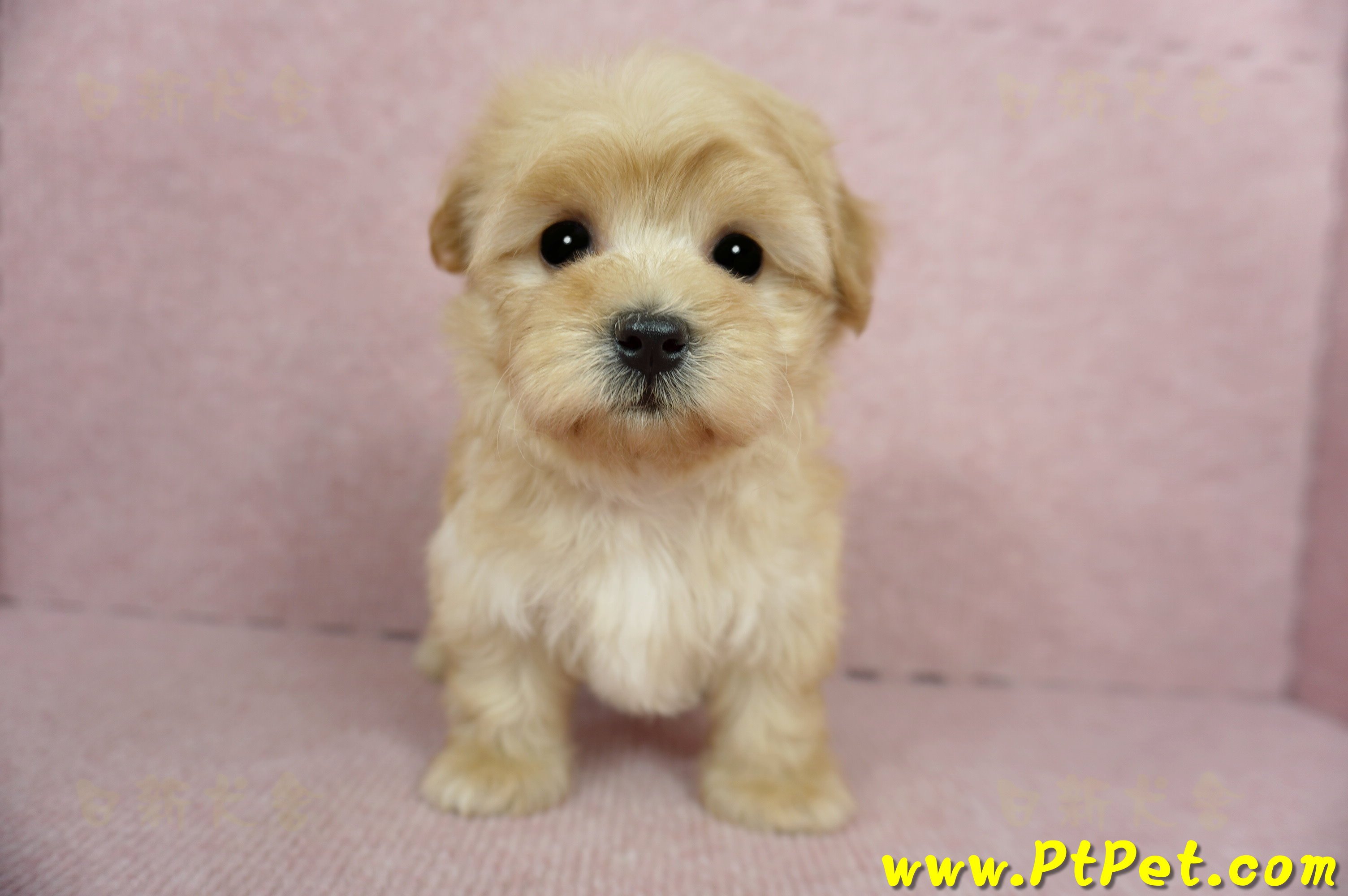 2/14奶油色馬爾泰迪 II 母幼犬(台中北屯)